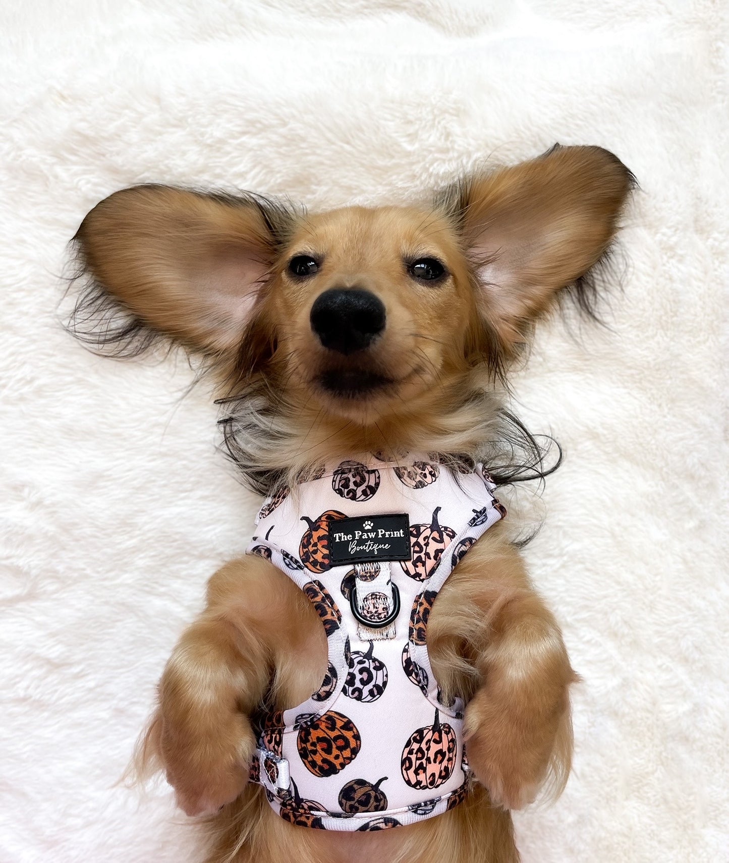 The Leopawrd Pupkins Adjustable Harness