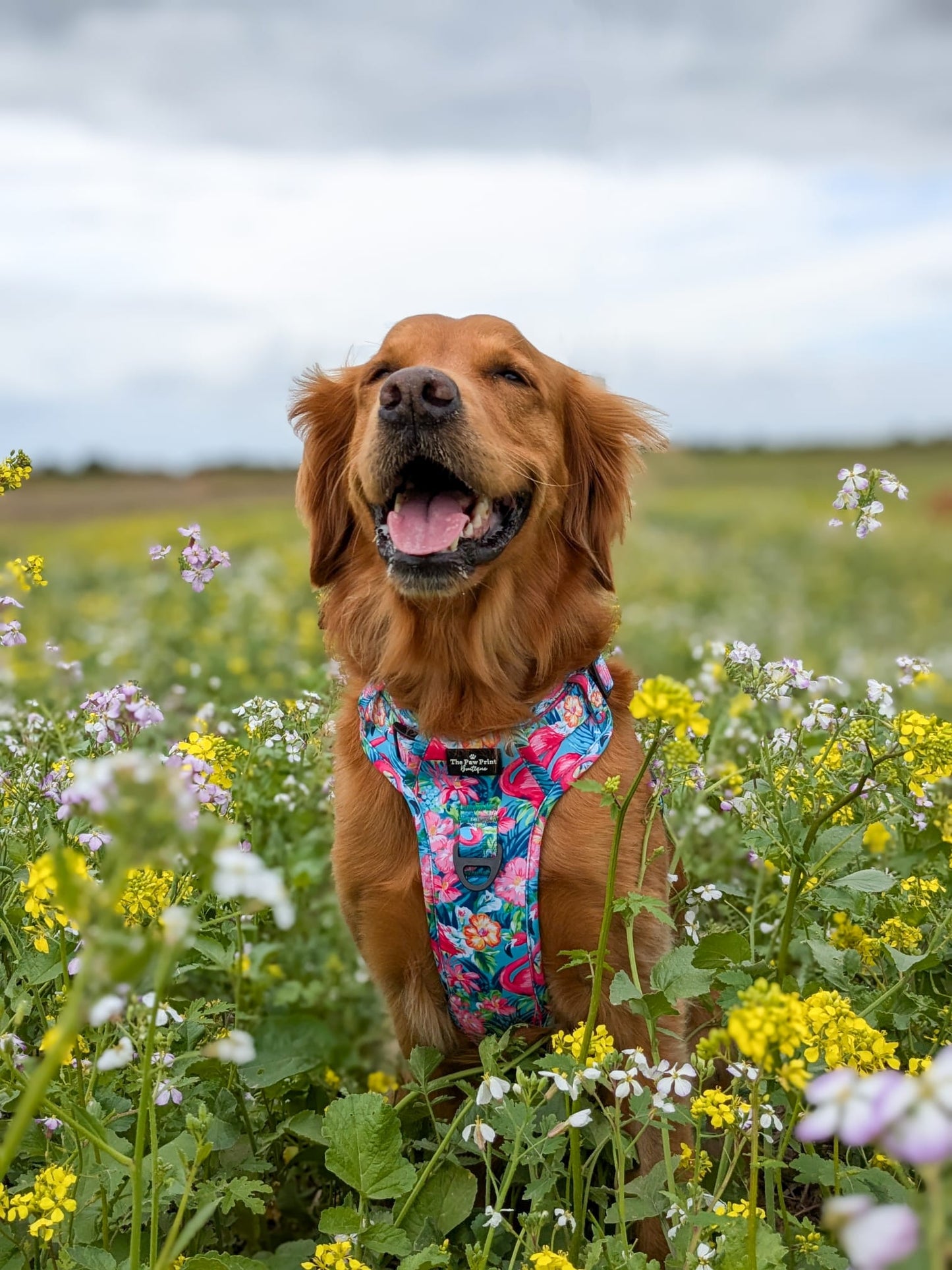 The Tropical Pawradise Adventure Paws Harness