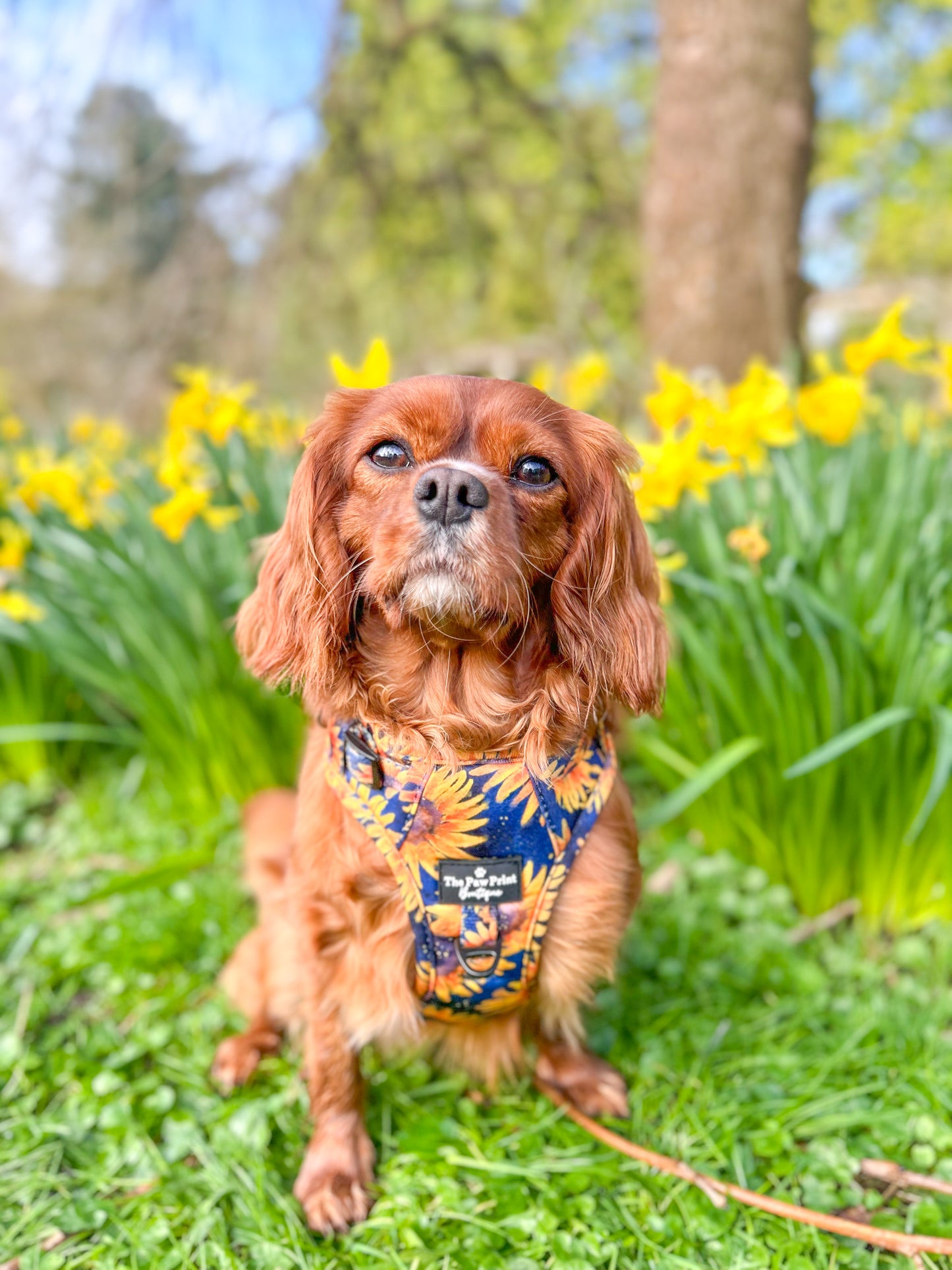 The Sunflower Field Adventure Paws Harness