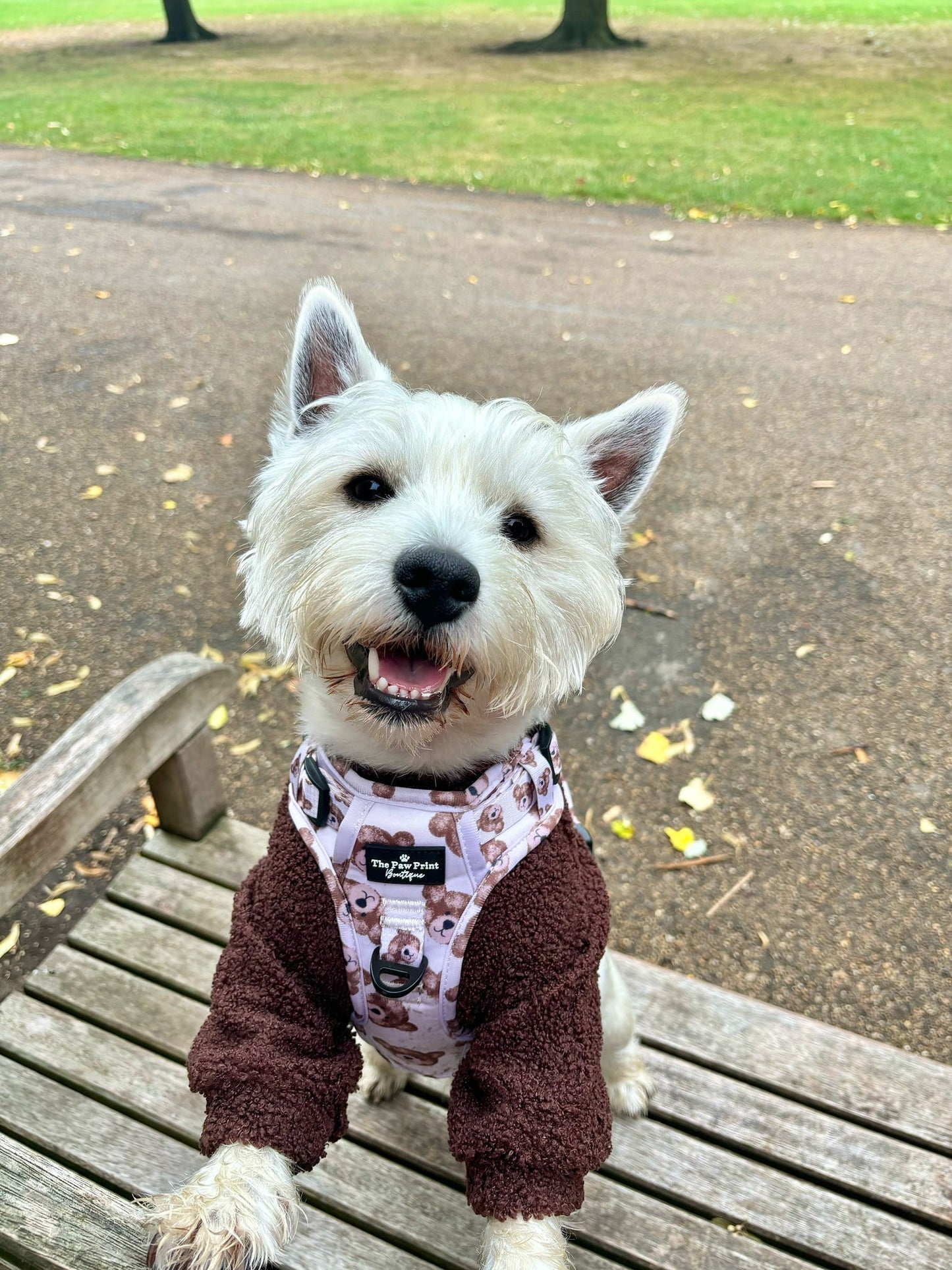 The Little Bear Cub Adventure Paws Harness