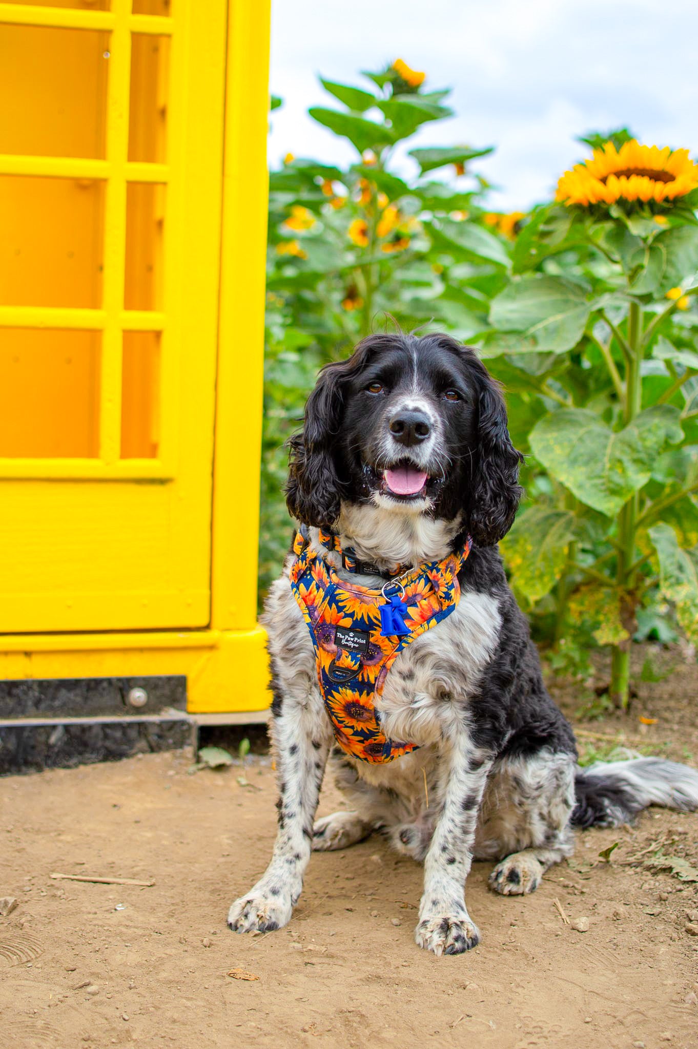 The Sunflower Field Adventure Paws Harness