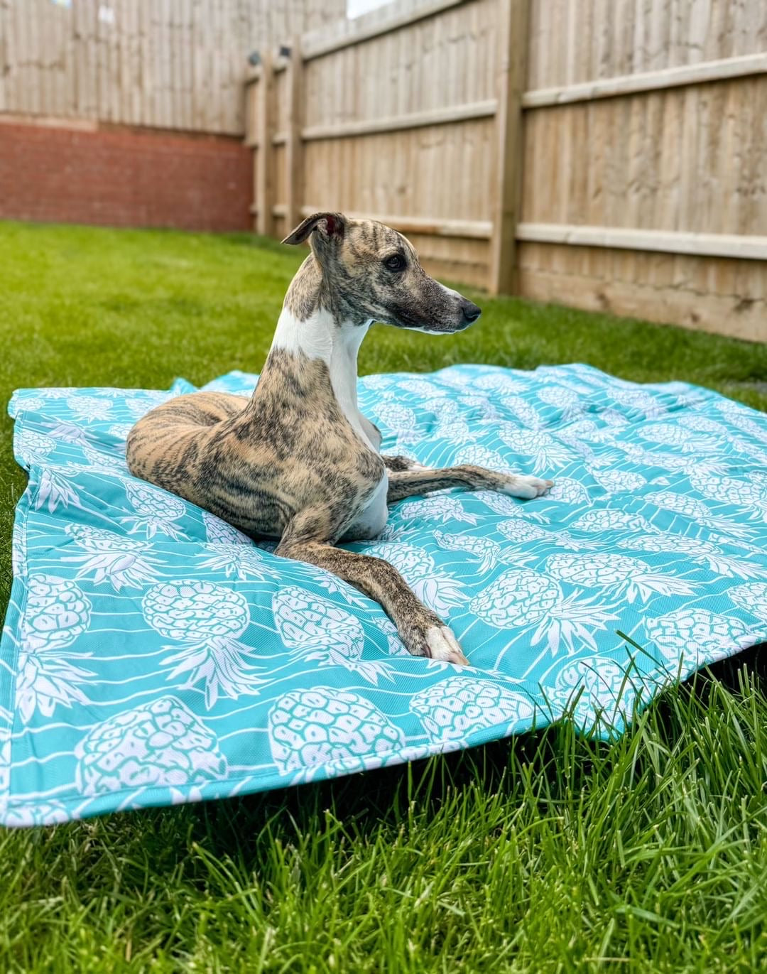 The Pineapple Pawty Picnic Mat