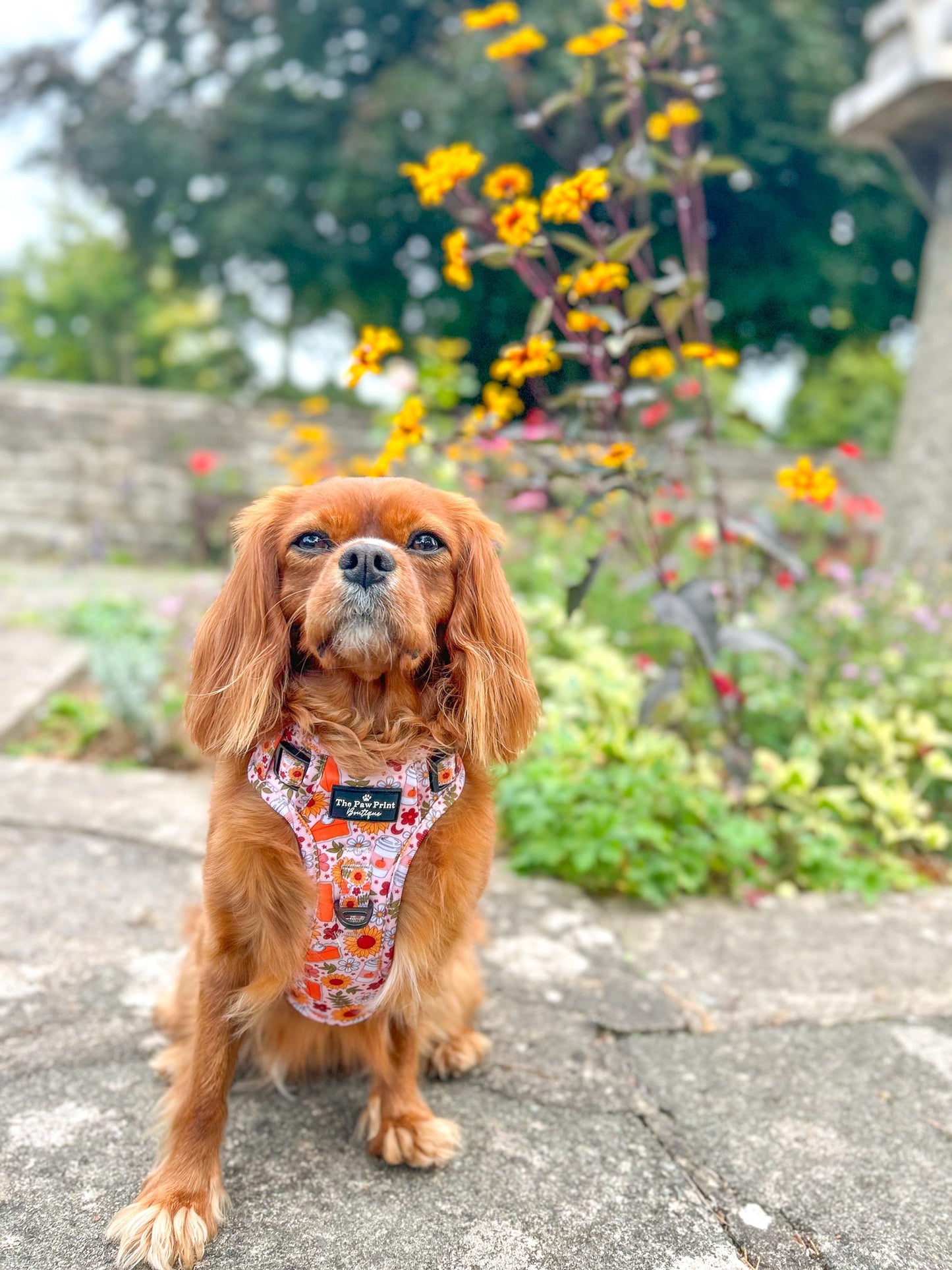 The Pumpkin Pie Adventure Paws Harness