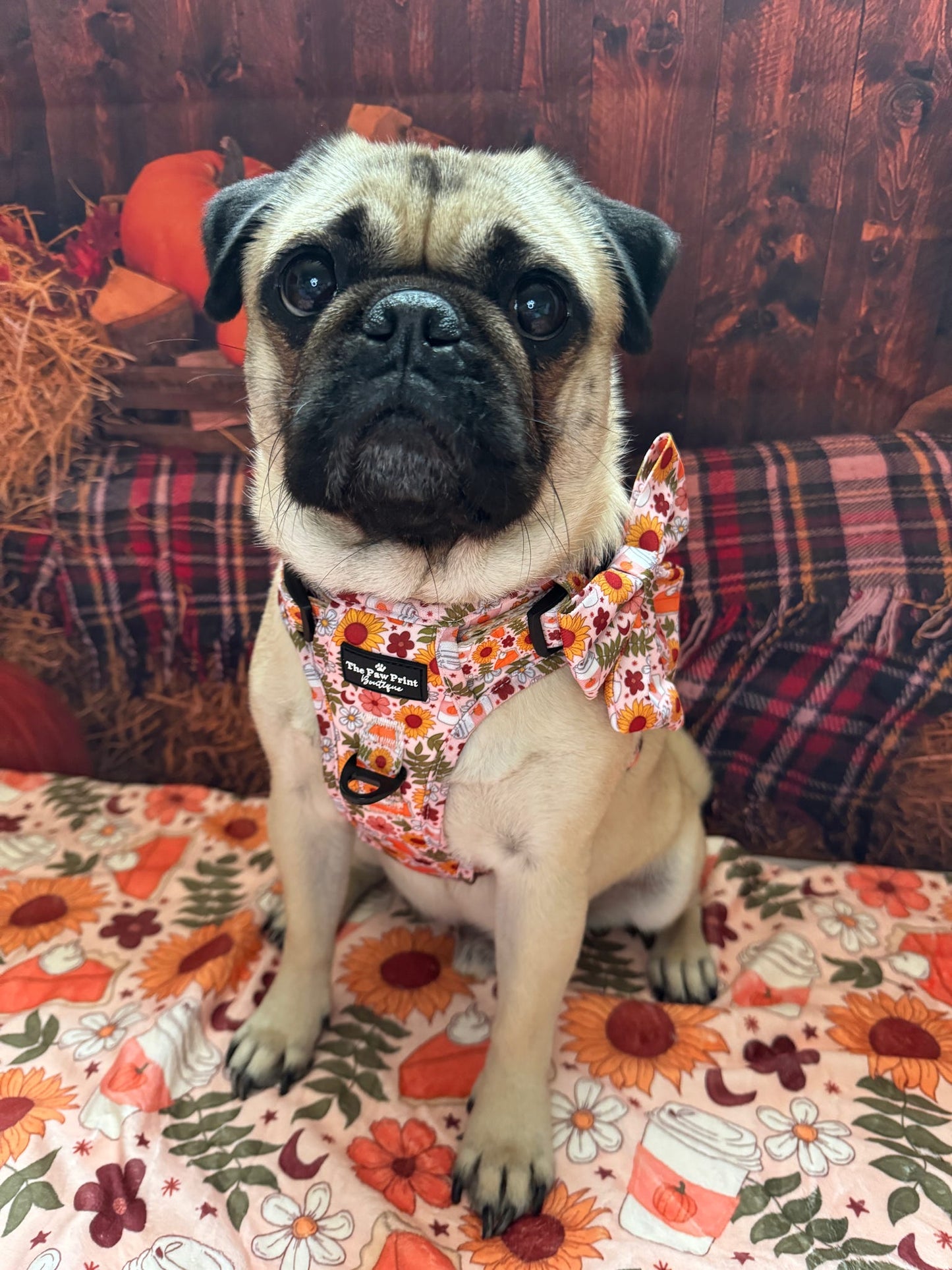 The Pumpkin Pie Adventure Paws Harness