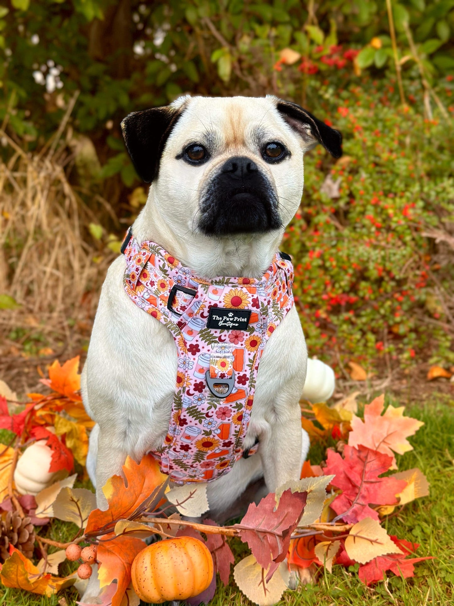 The Pumpkin Pie Adventure Paws Harness