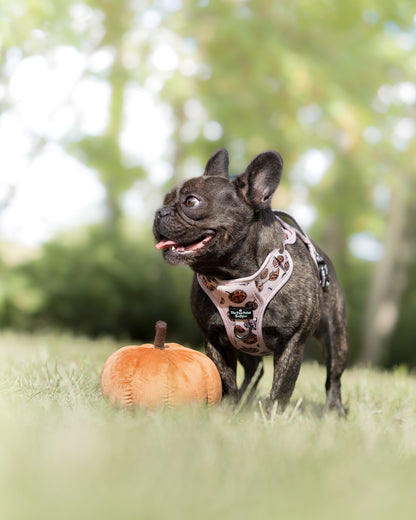 The Leopawrd Pupkins Adventure Paws Harness