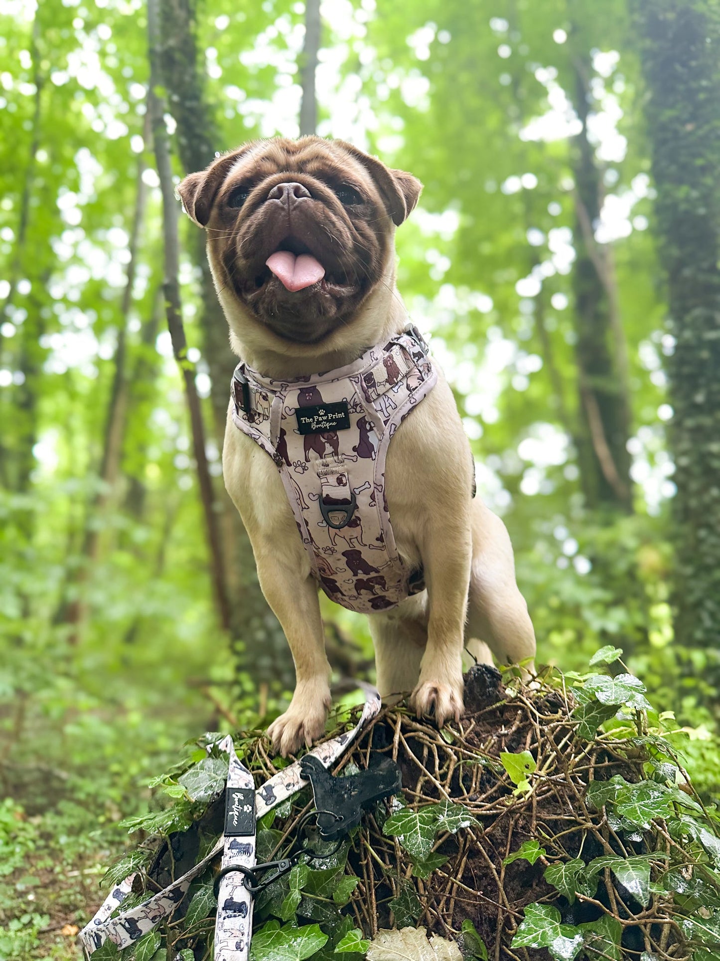 The Pug Adventure Paws Harness