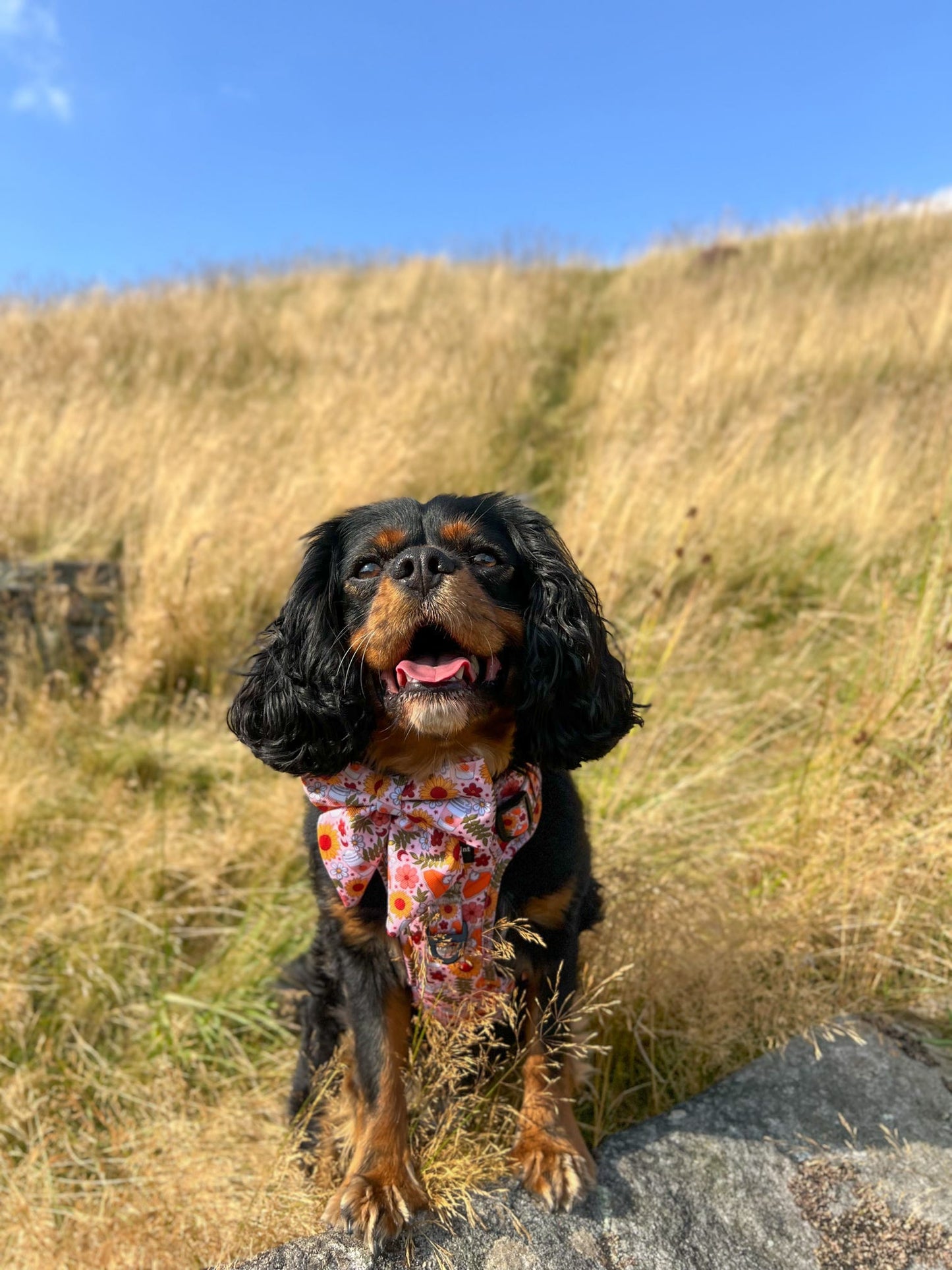 The Pumpkin Pie Adventure Paws Harness