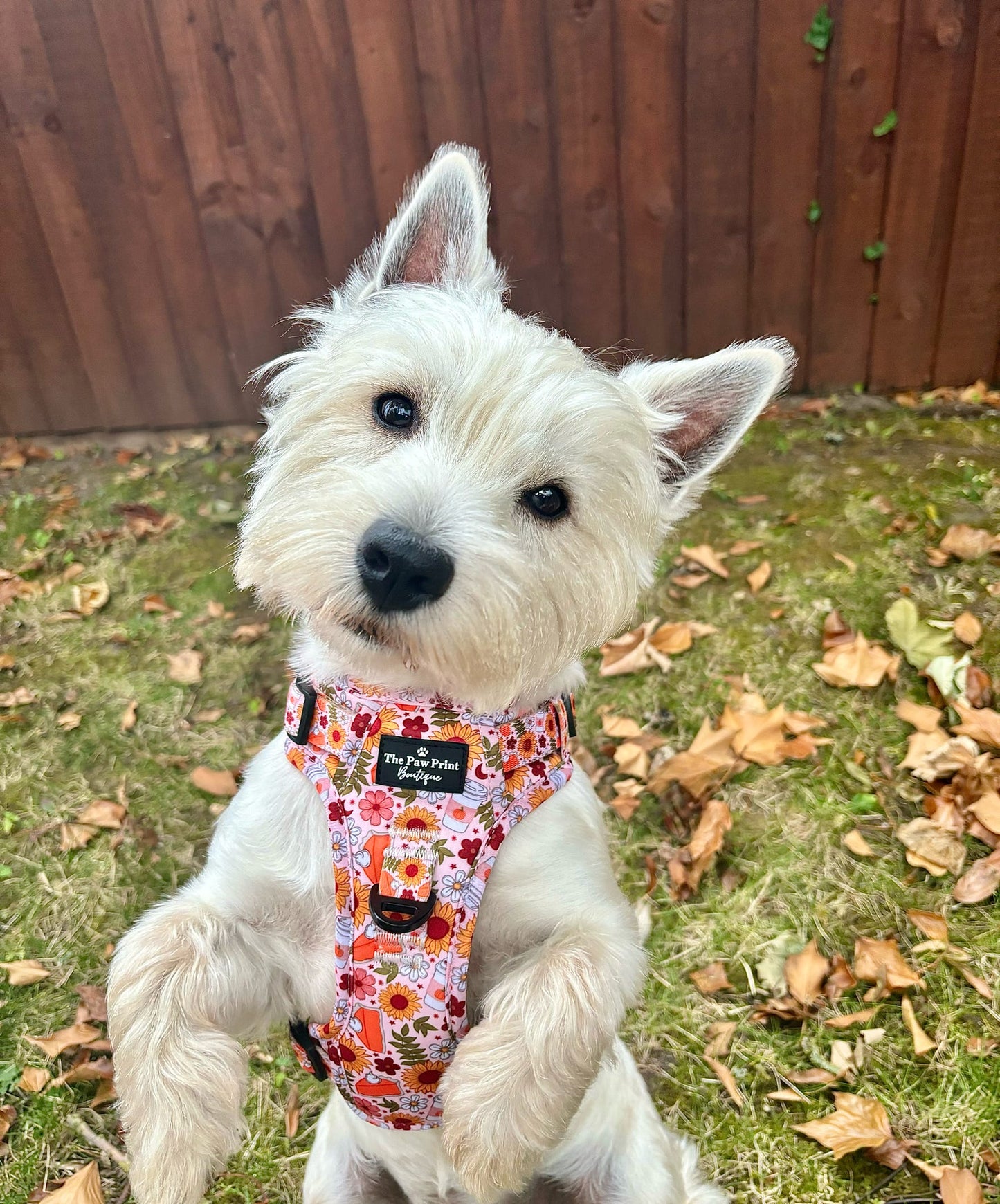 The Pumpkin Pie Adventure Paws Harness