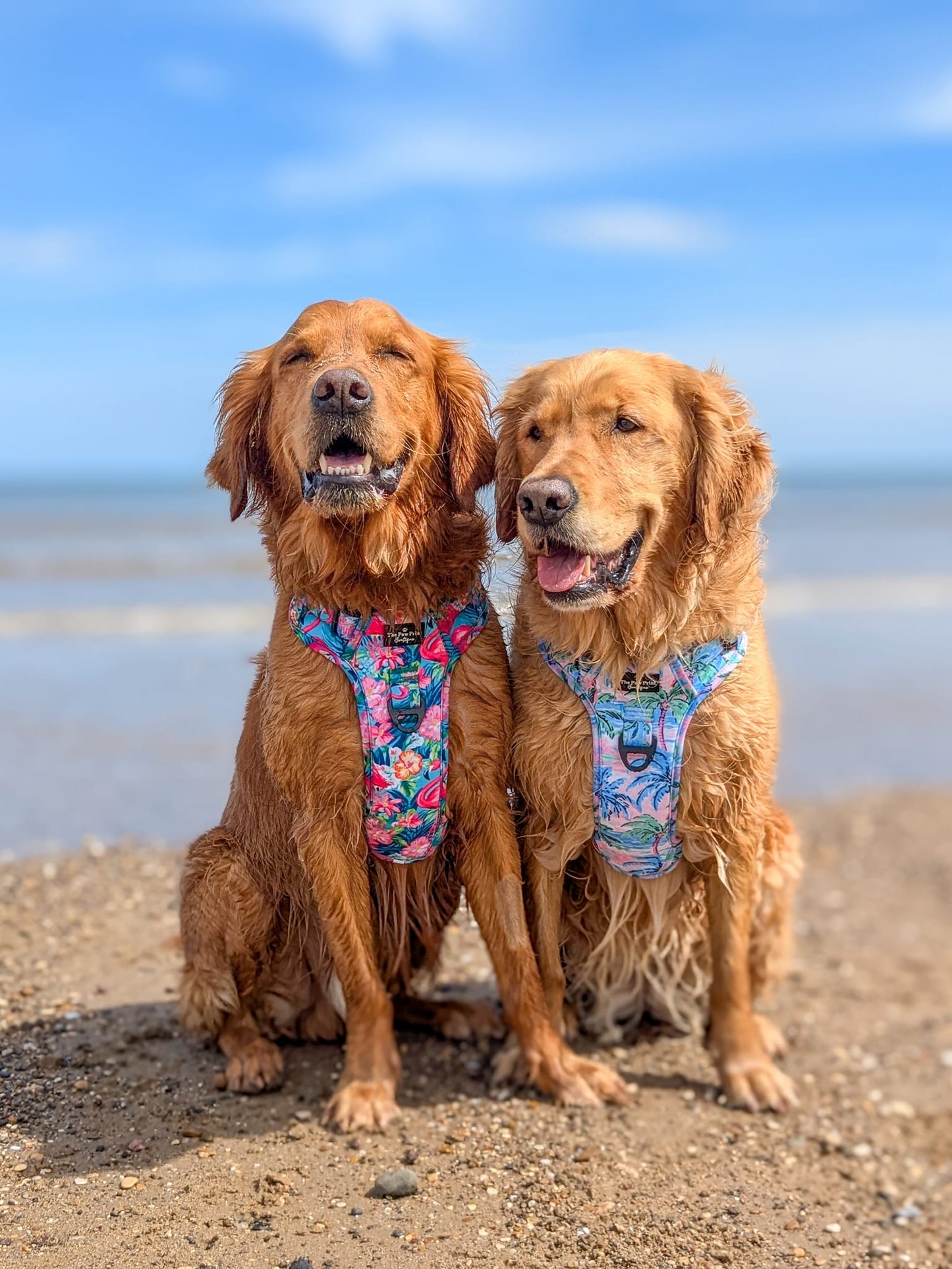 The Palm Tree Paradise Adventure Paws Harness