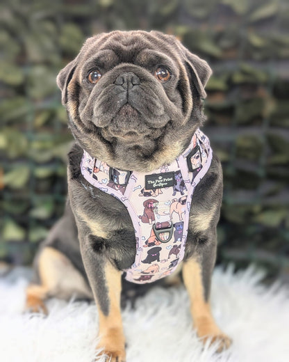 The Pug Adventure Paws Harness