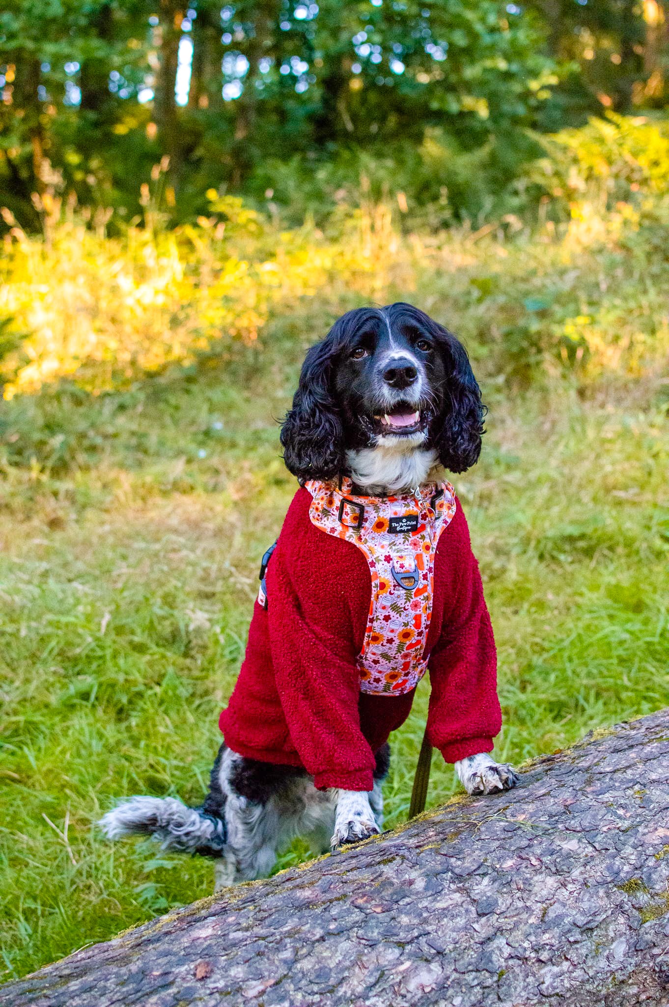 The Pumpkin Pie Adventure Paws Harness