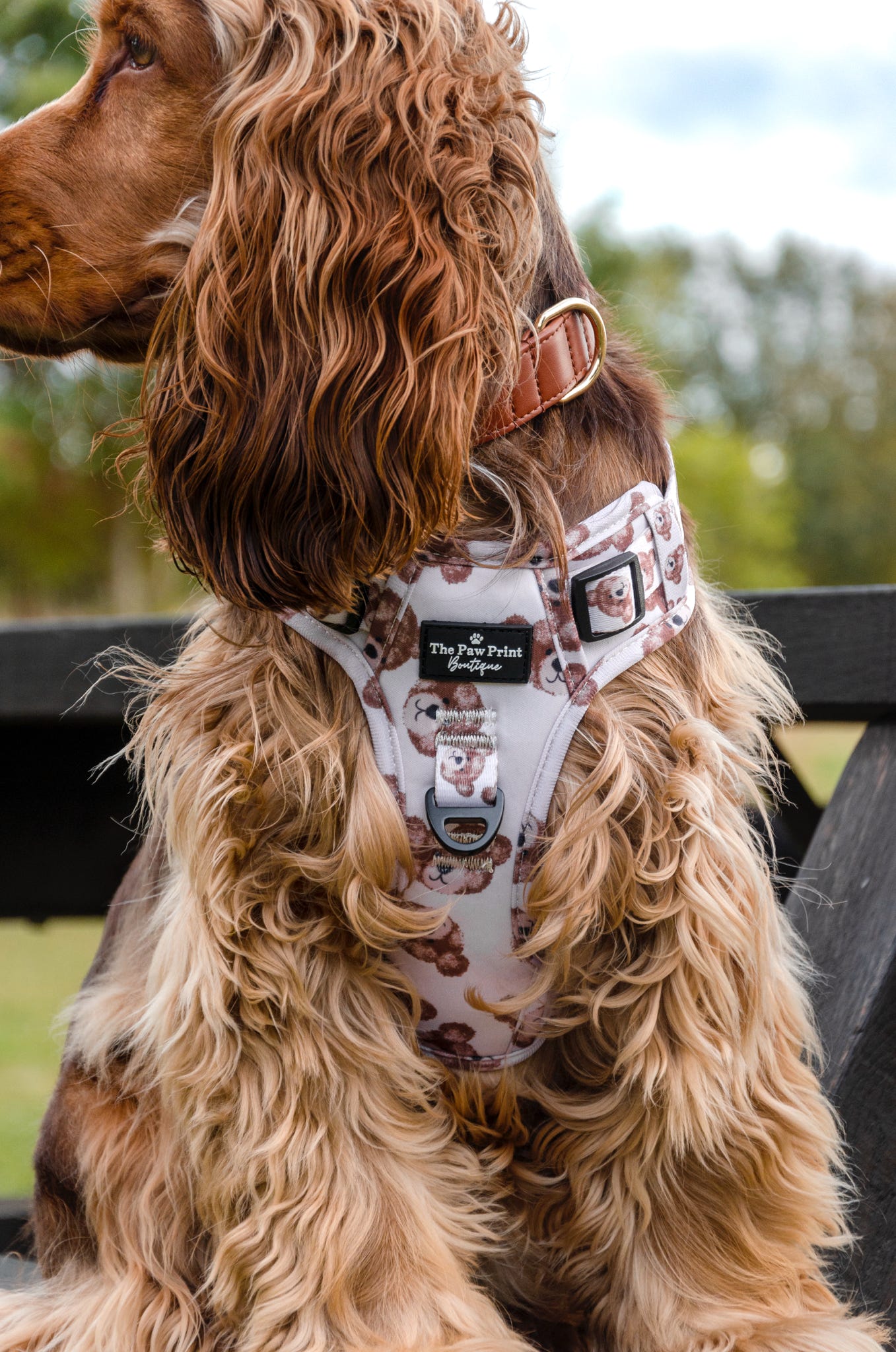 The Little Bear Cub Adventure Paws Harness