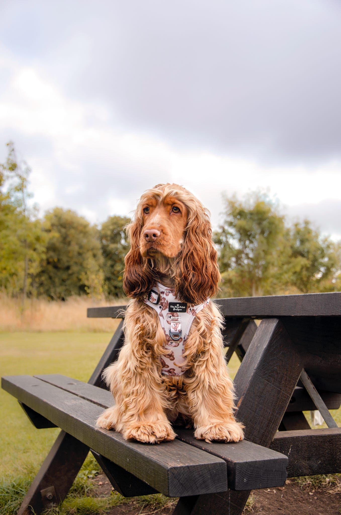 The Little Bear Cub Adventure Paws Harness