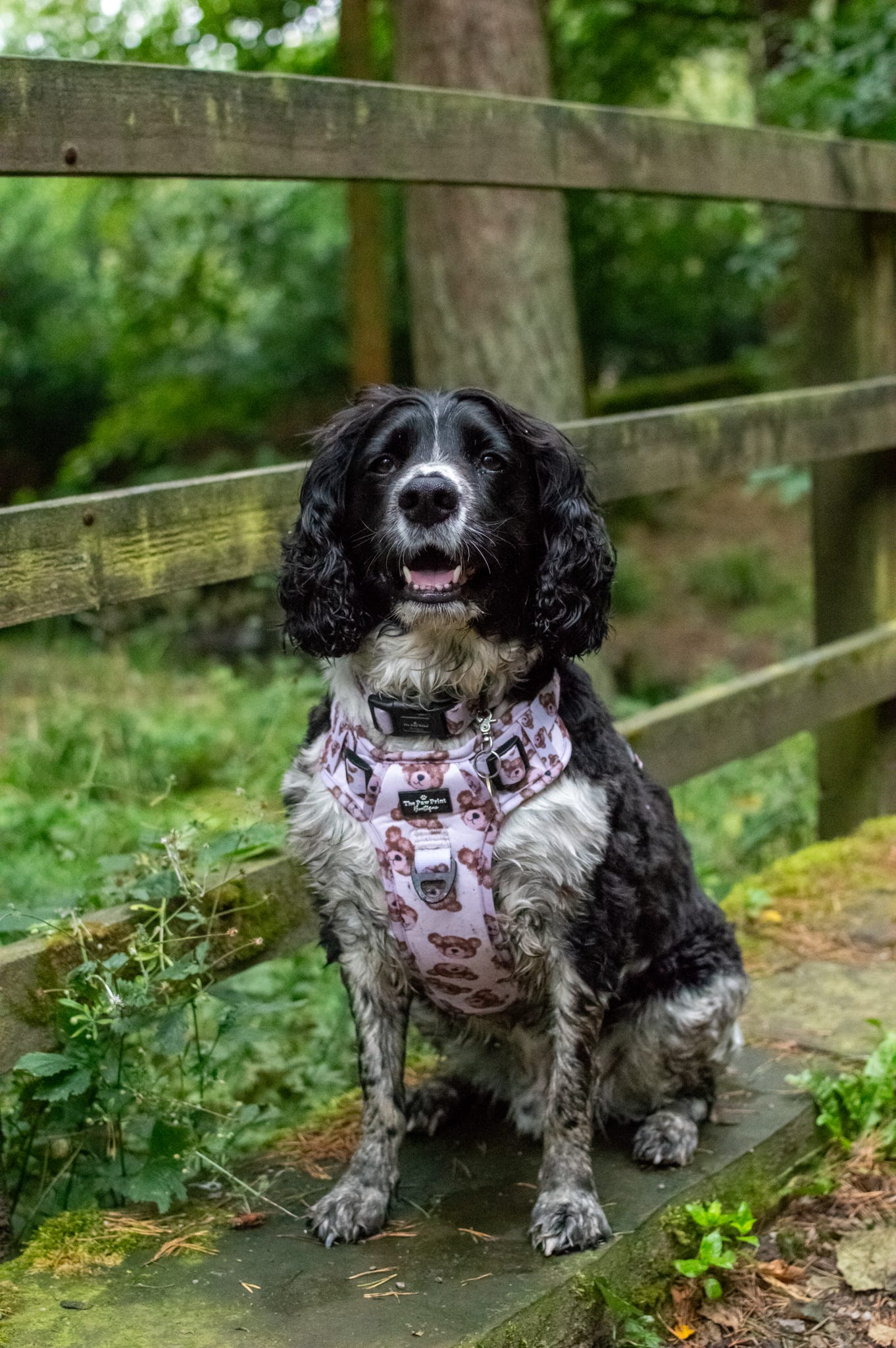 The Little Bear Cub Adventure Paws Harness