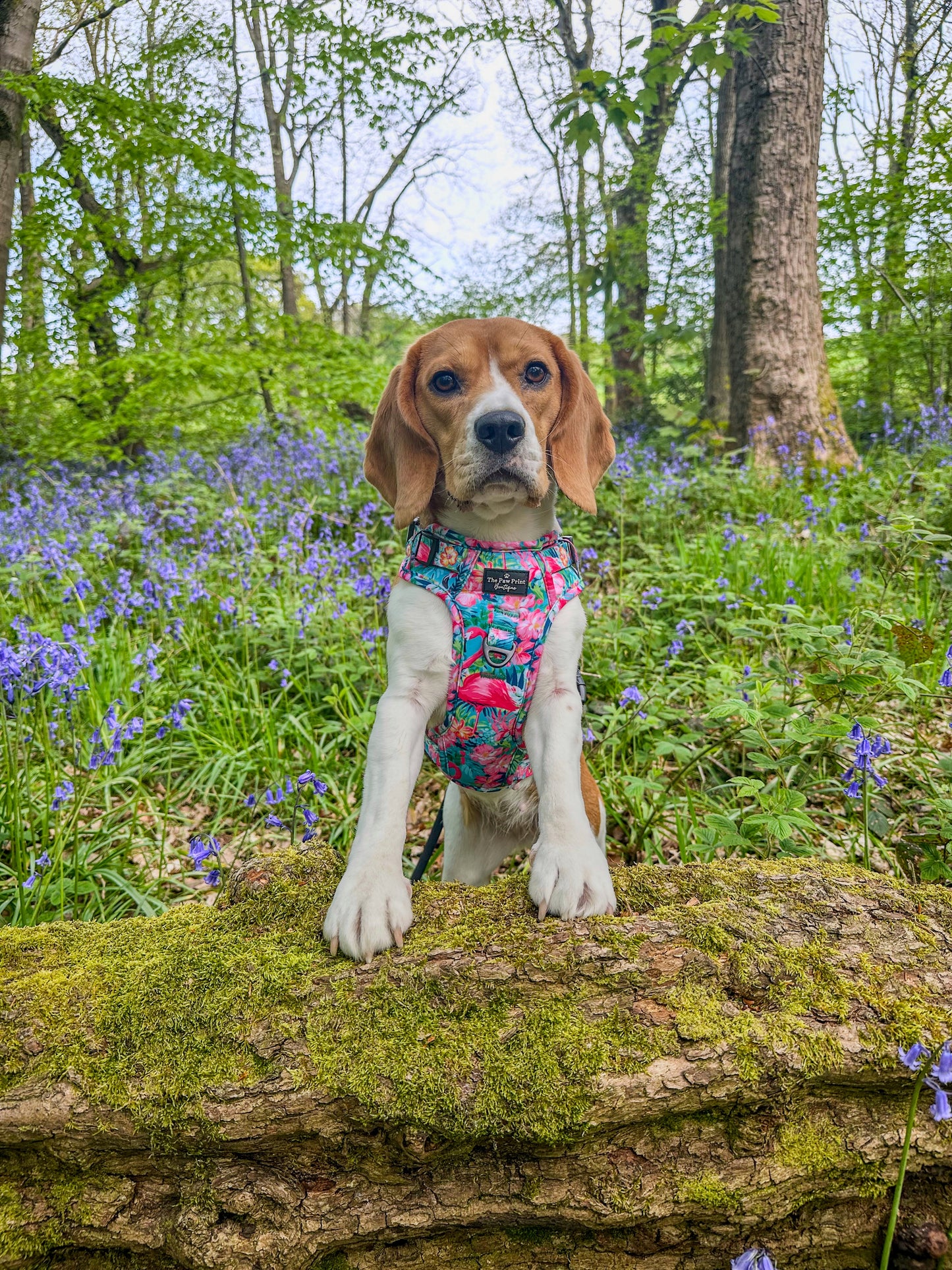 The Tropical Pawradise Adventure Paws Harness