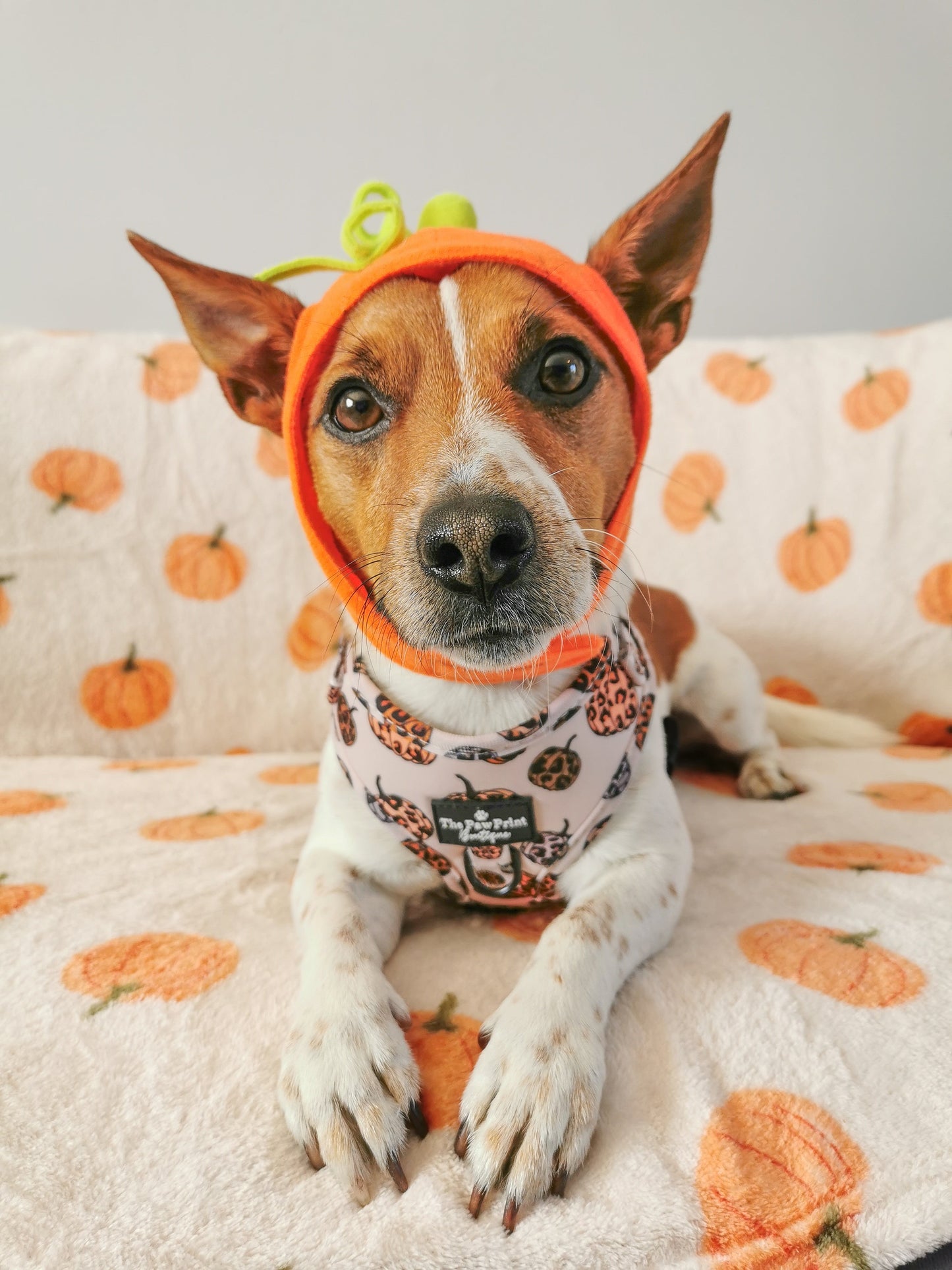 The Leopawrd Pupkins Adjustable Harness