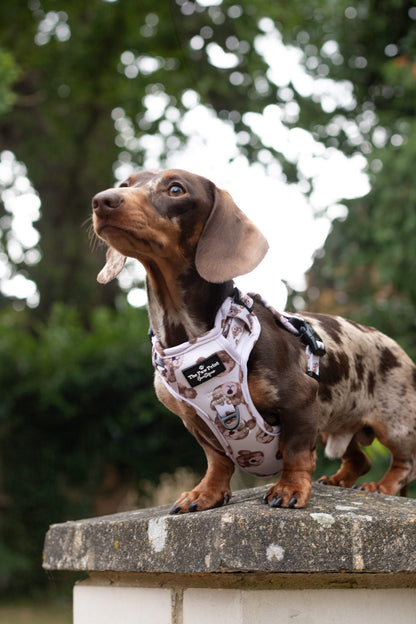 The Little Bear Cub Adventure Paws Harness