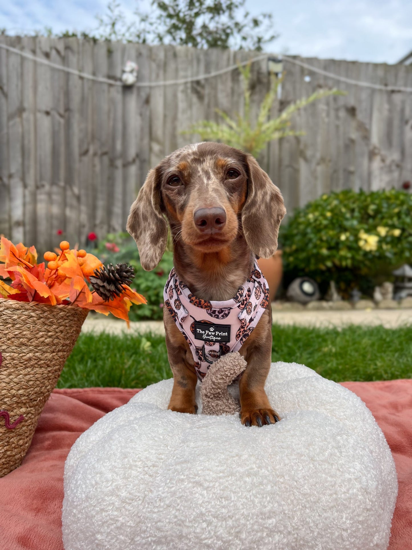 The Leopawrd Pupkins Adjustable Harness