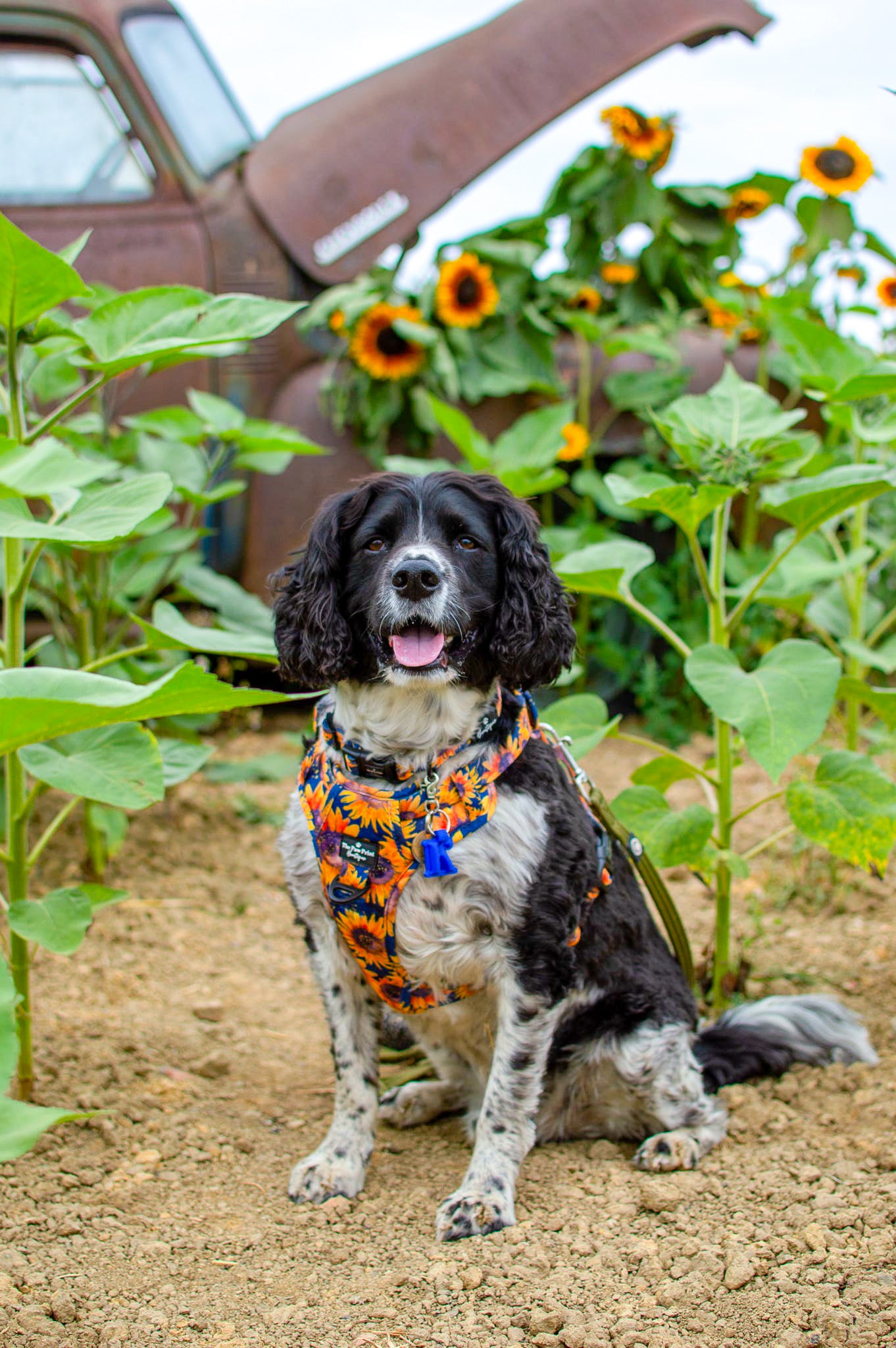 The Sunflower Field Adventure Paws Harness