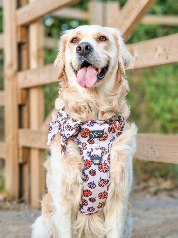 The Leopawrd Pupkins Adventure Paws Harness