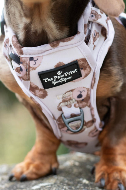 The Little Bear Cub Adventure Paws Harness