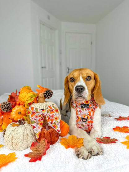 The Pumpkin Pie Adventure Paws Harness