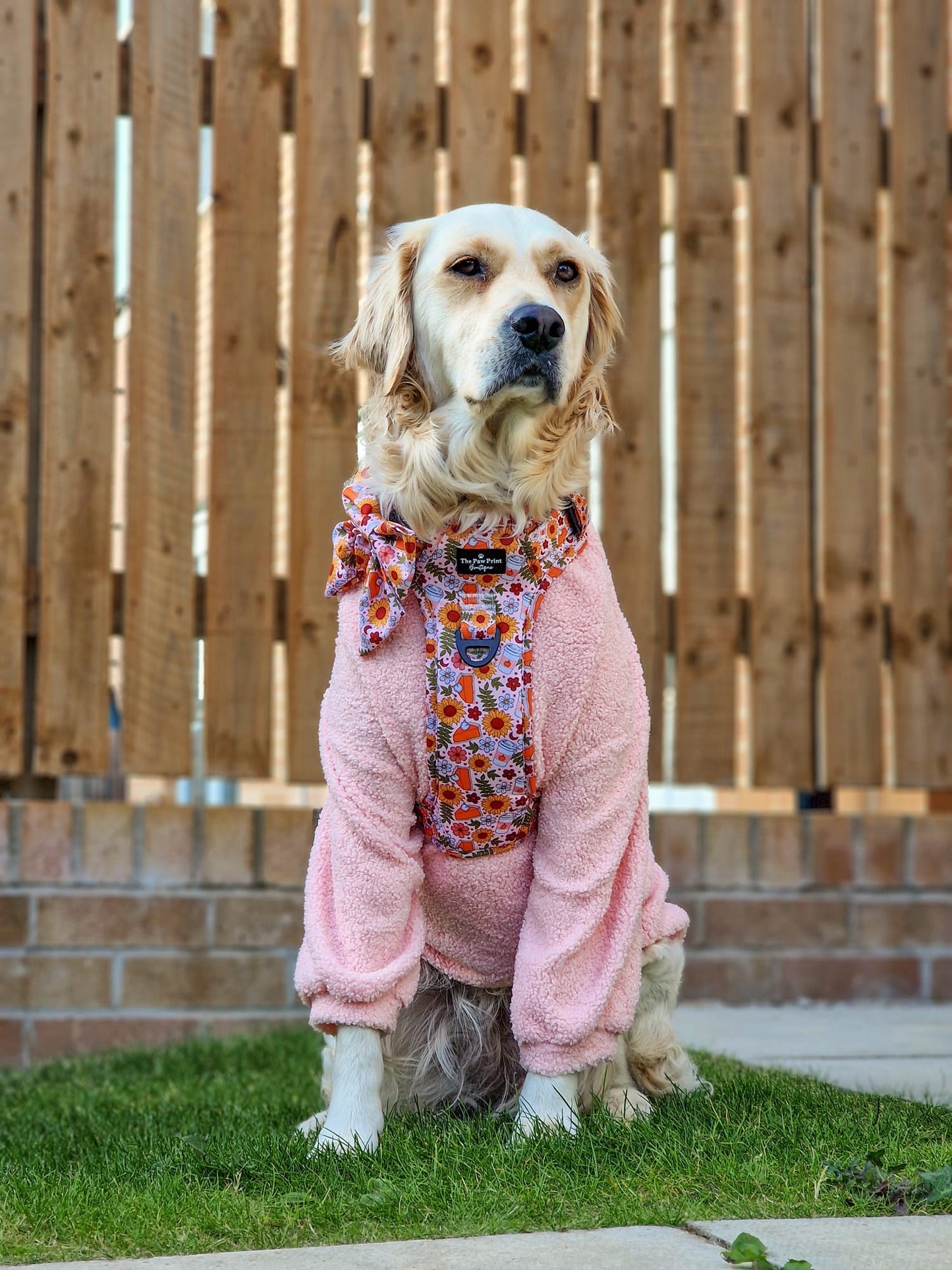 The Pumpkin Pie Adventure Paws Harness