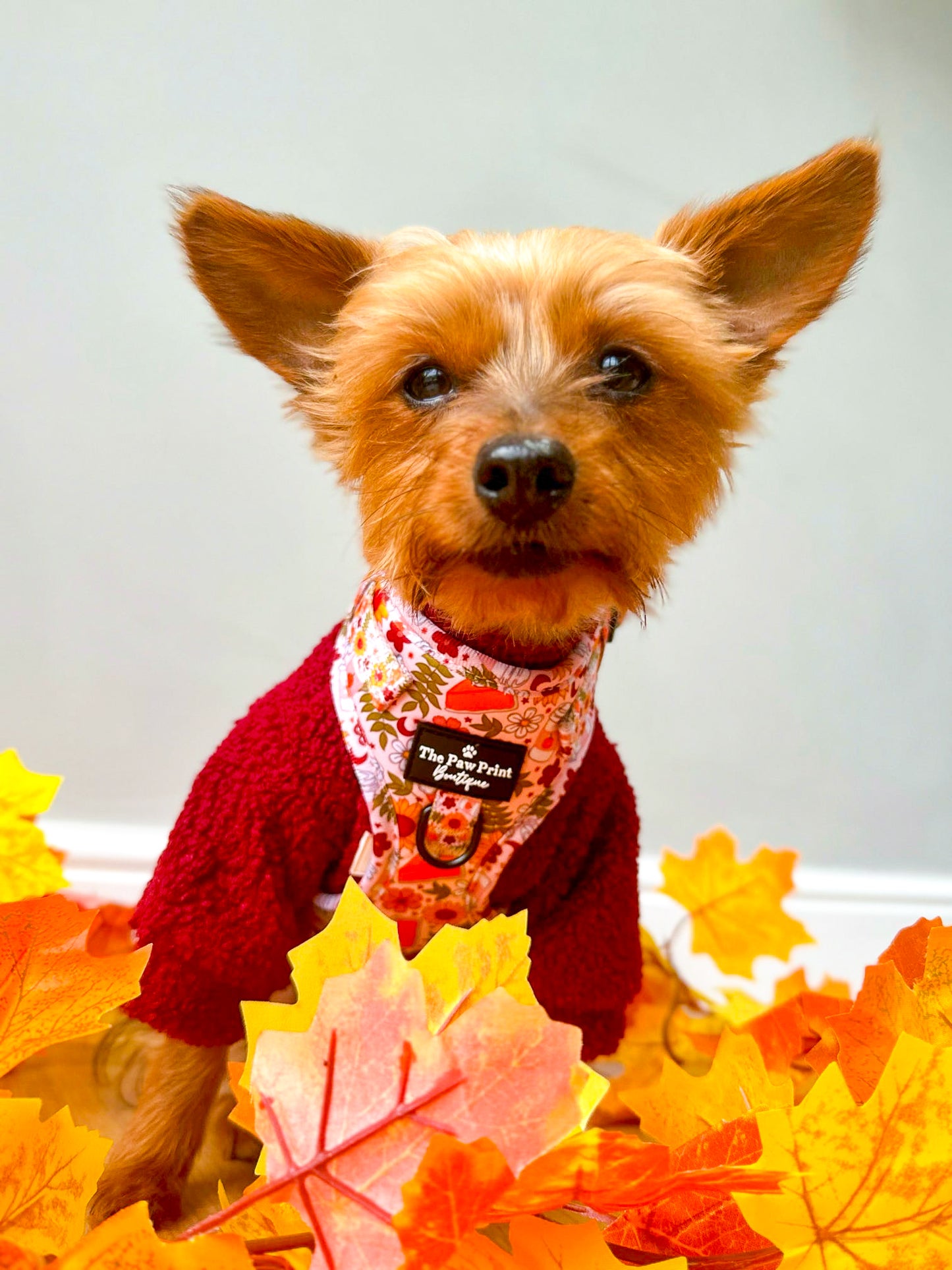 The Pumpkin Pie Adjustable Harness