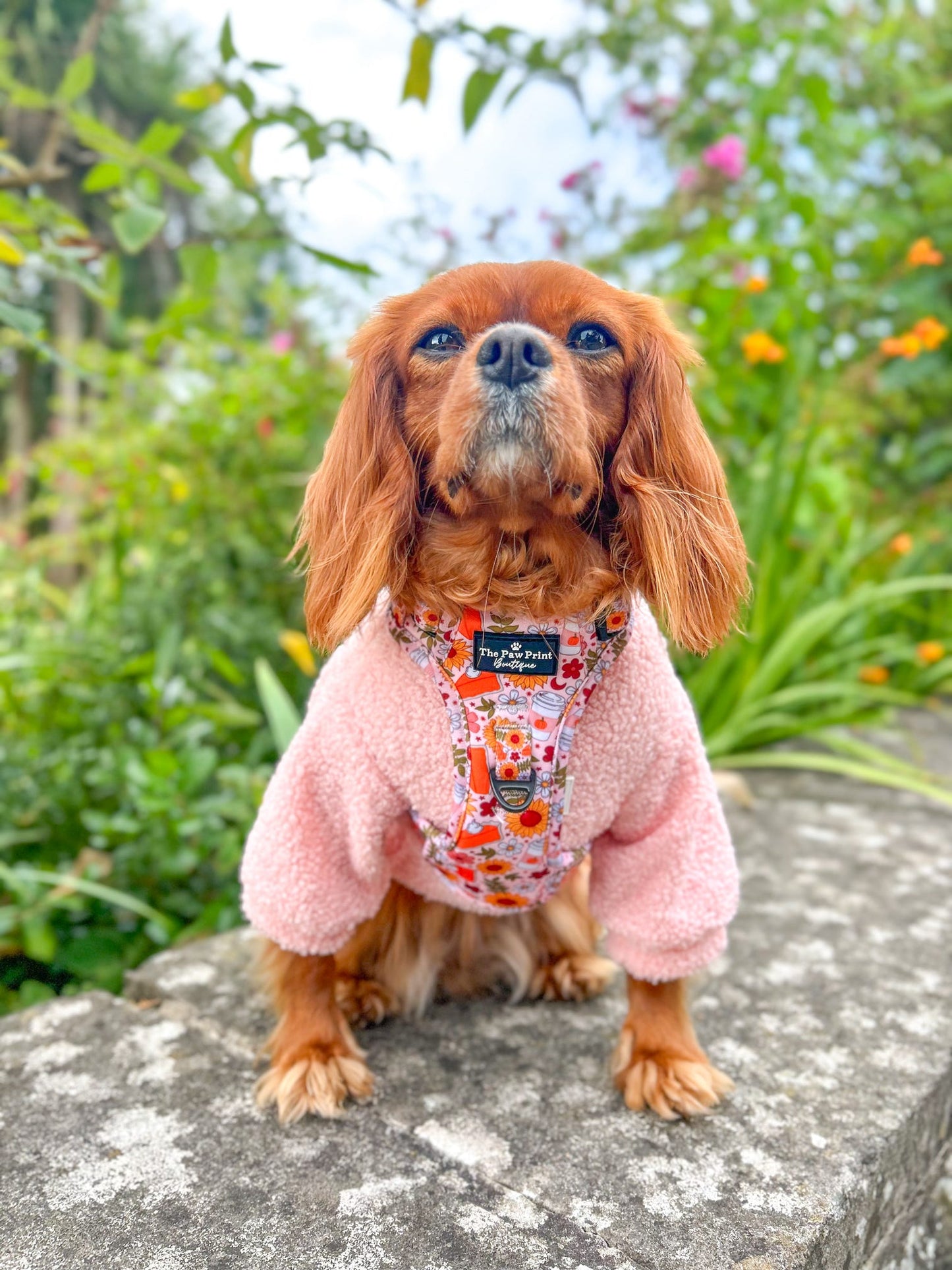 The Pumpkin Pie Adventure Paws Harness