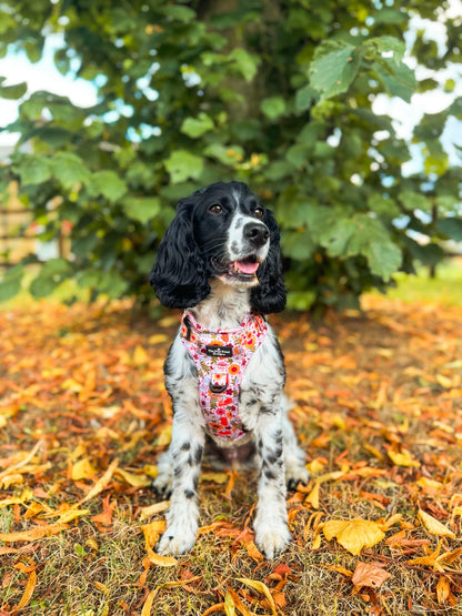 The Pumpkin Pie Adventure Paws Harness