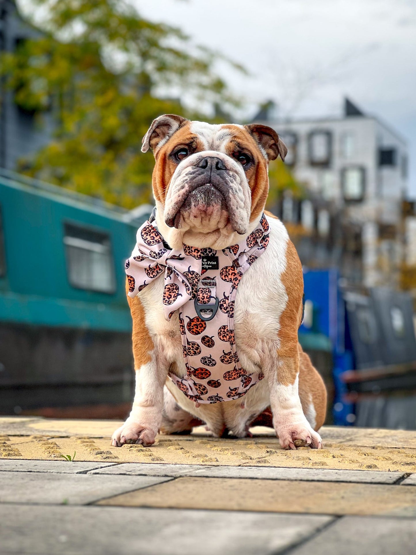 The Leopawrd Pupkins Adventure Paws Harness