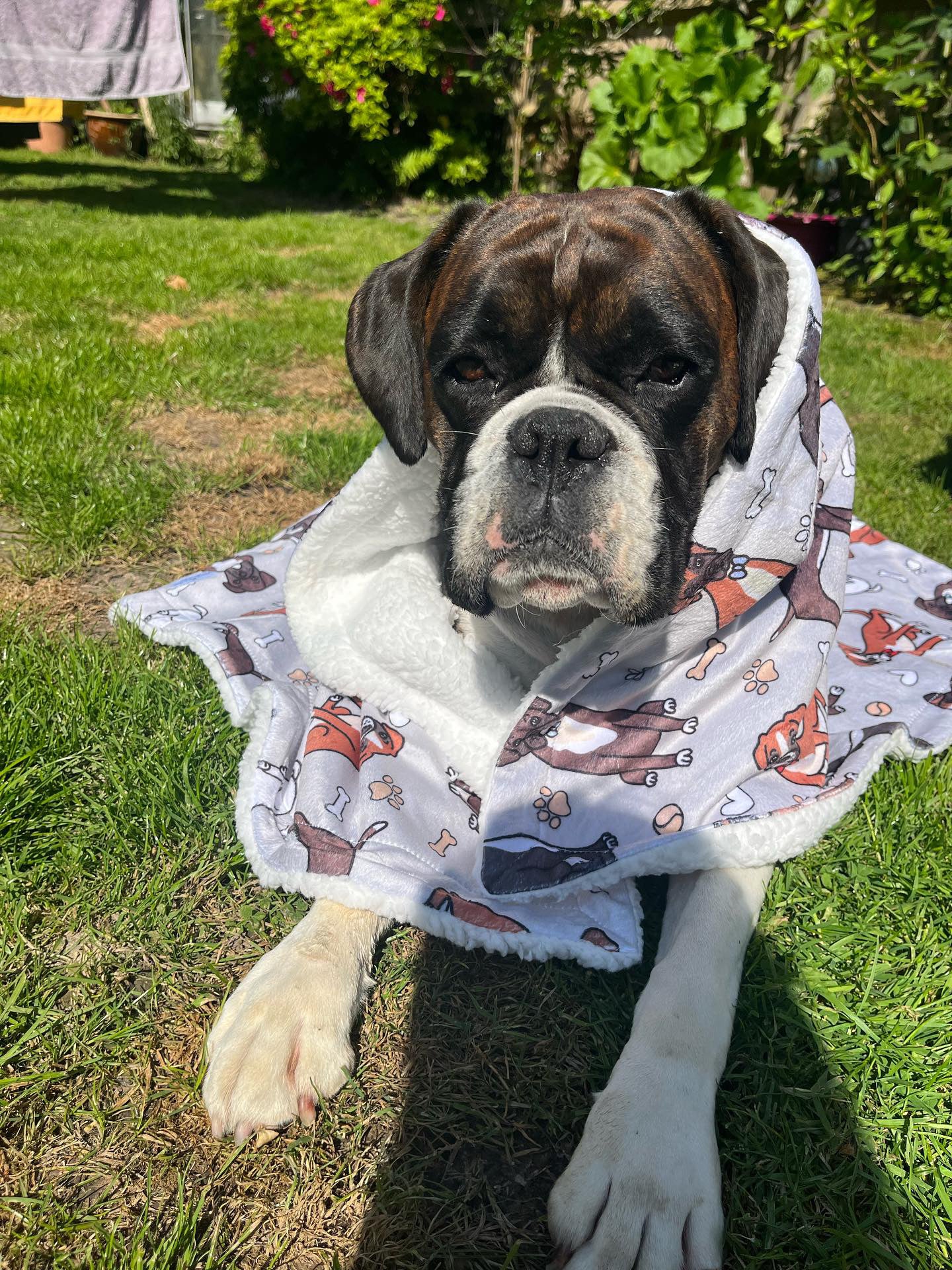 Boxer sales dog apparel