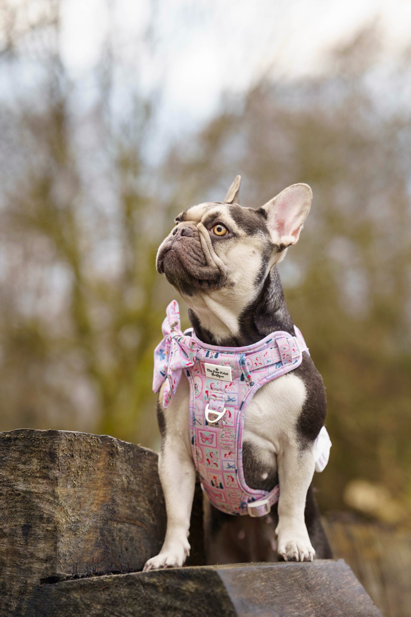 The Once Upon a Pup Bow Tie