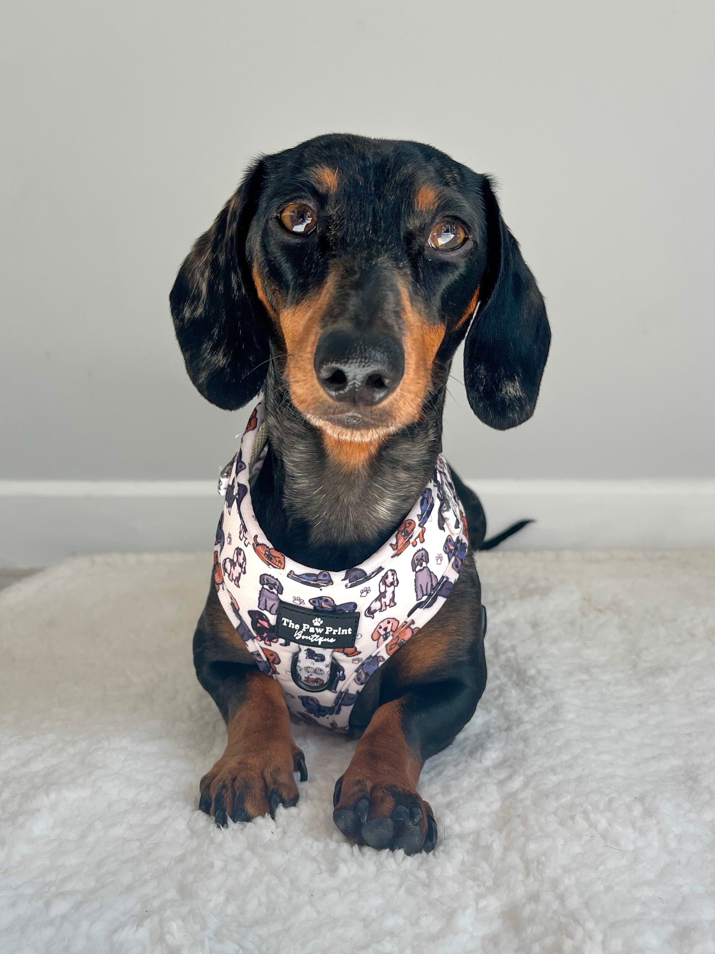 Mini dachshund sale harness uk