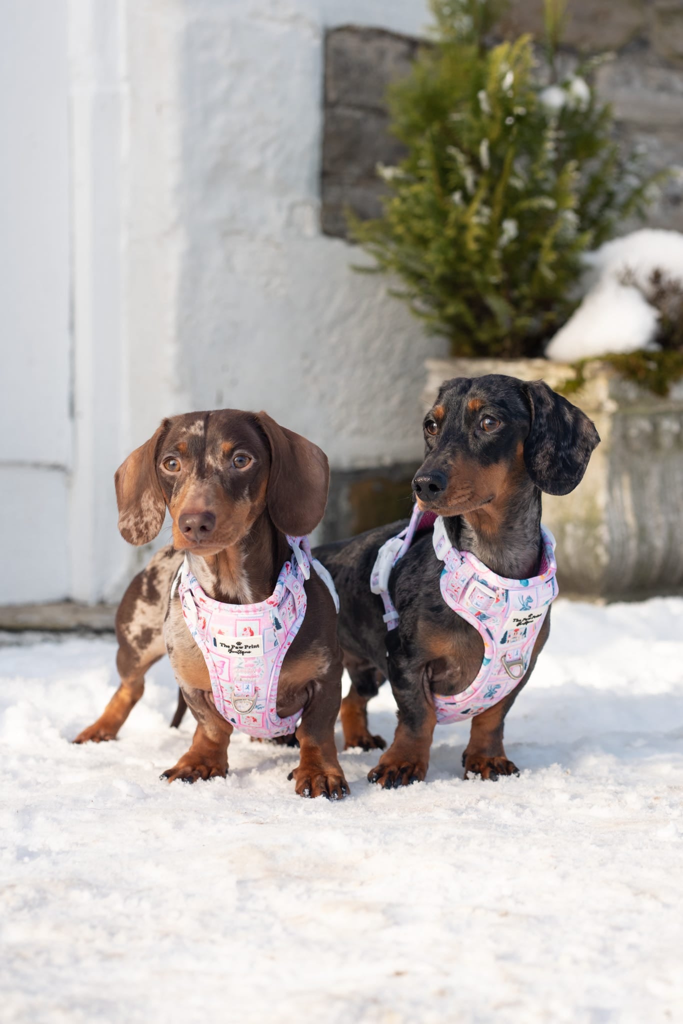 Once Upon a Pup Adventure Paws Harness