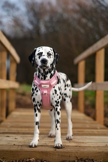 The Pink Pearl Adventure Paws Harness