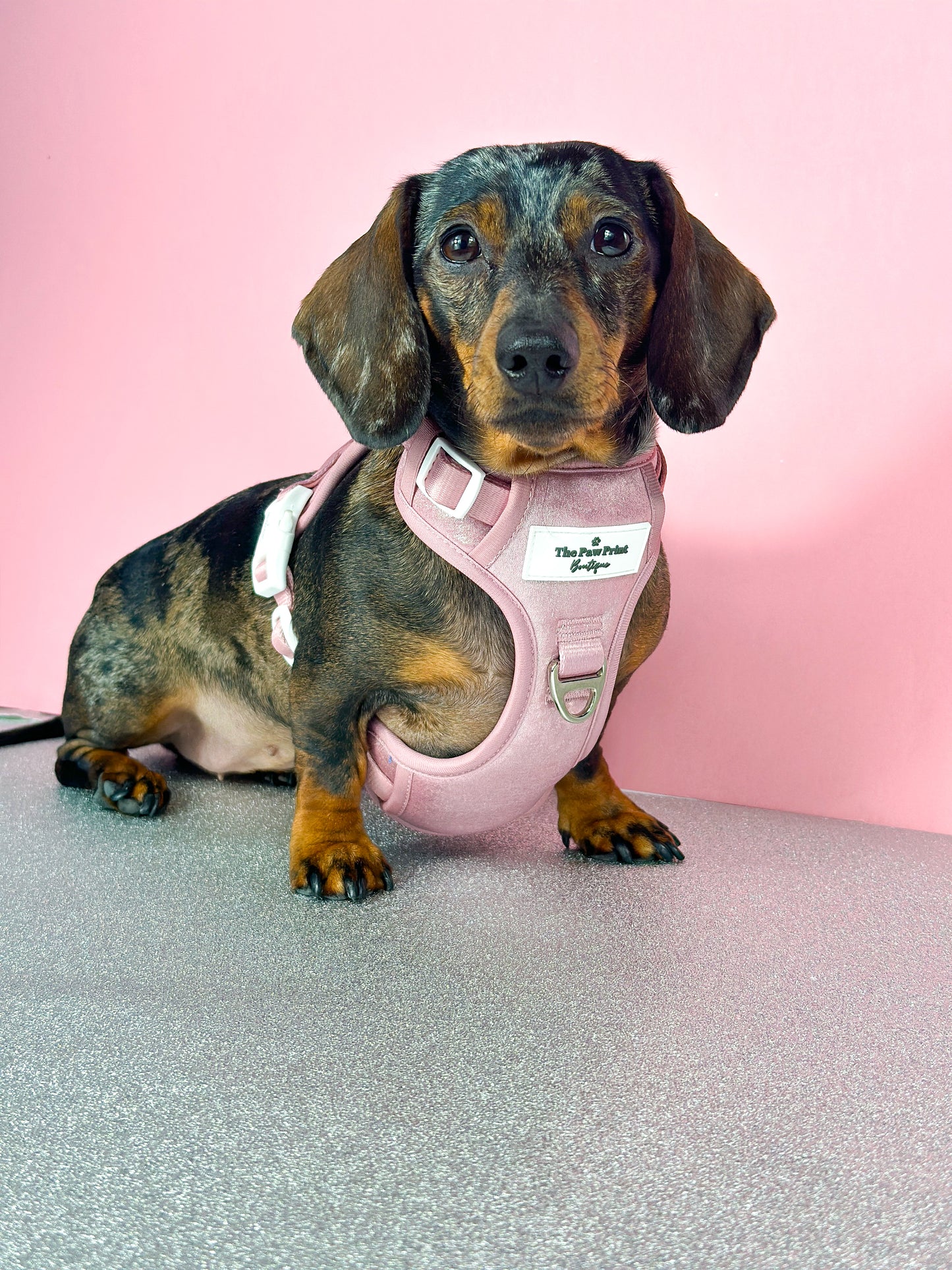 The Pink Pearl Adventure Paws Harness