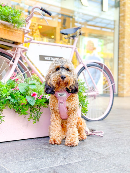 The Pink Pearl Adventure Paws Harness