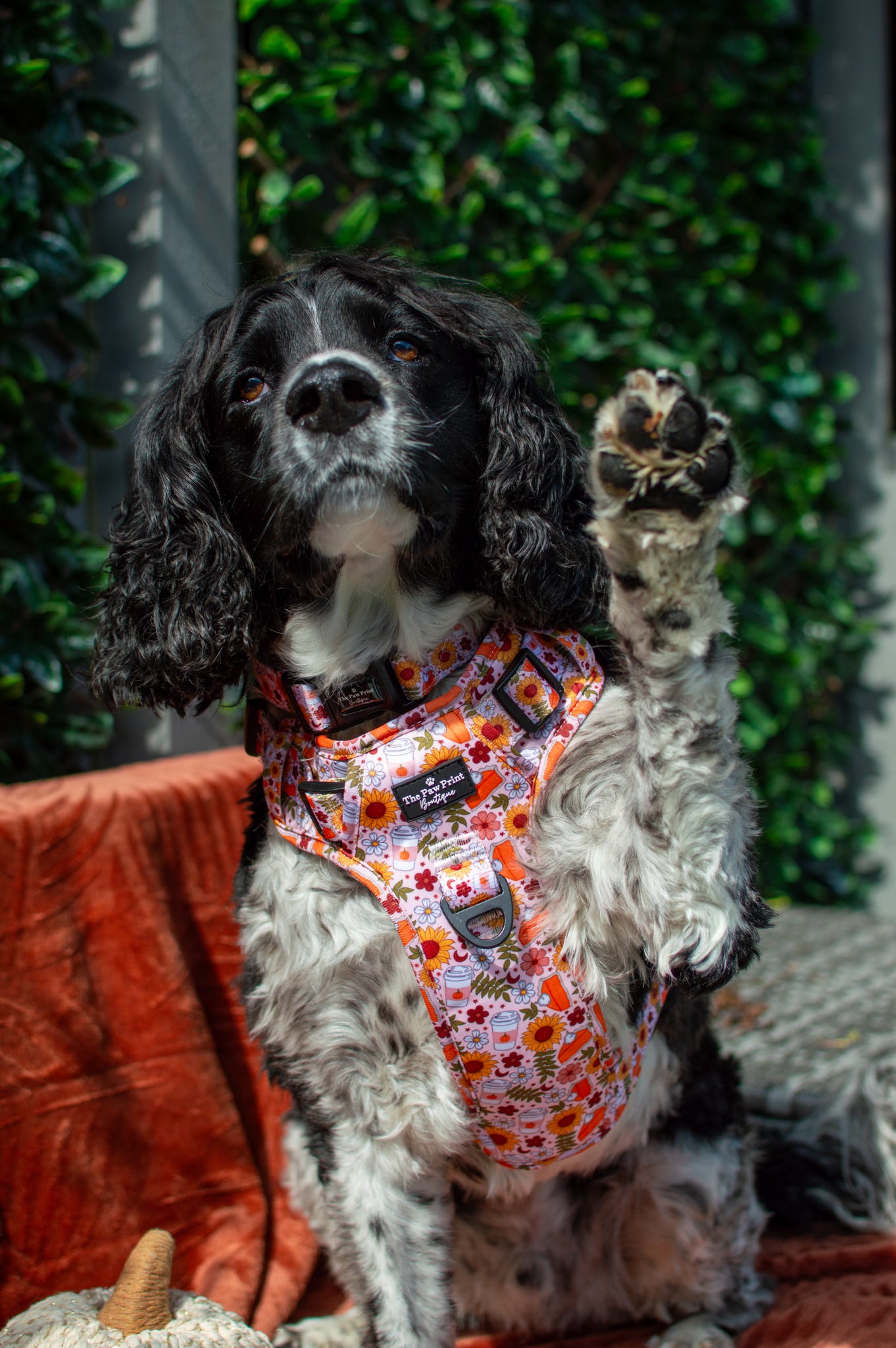 The Pumpkin Pie Adventure Paws Harness