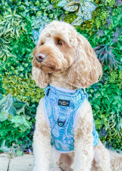 The Pineapple Pawty Adventure Paws Harness