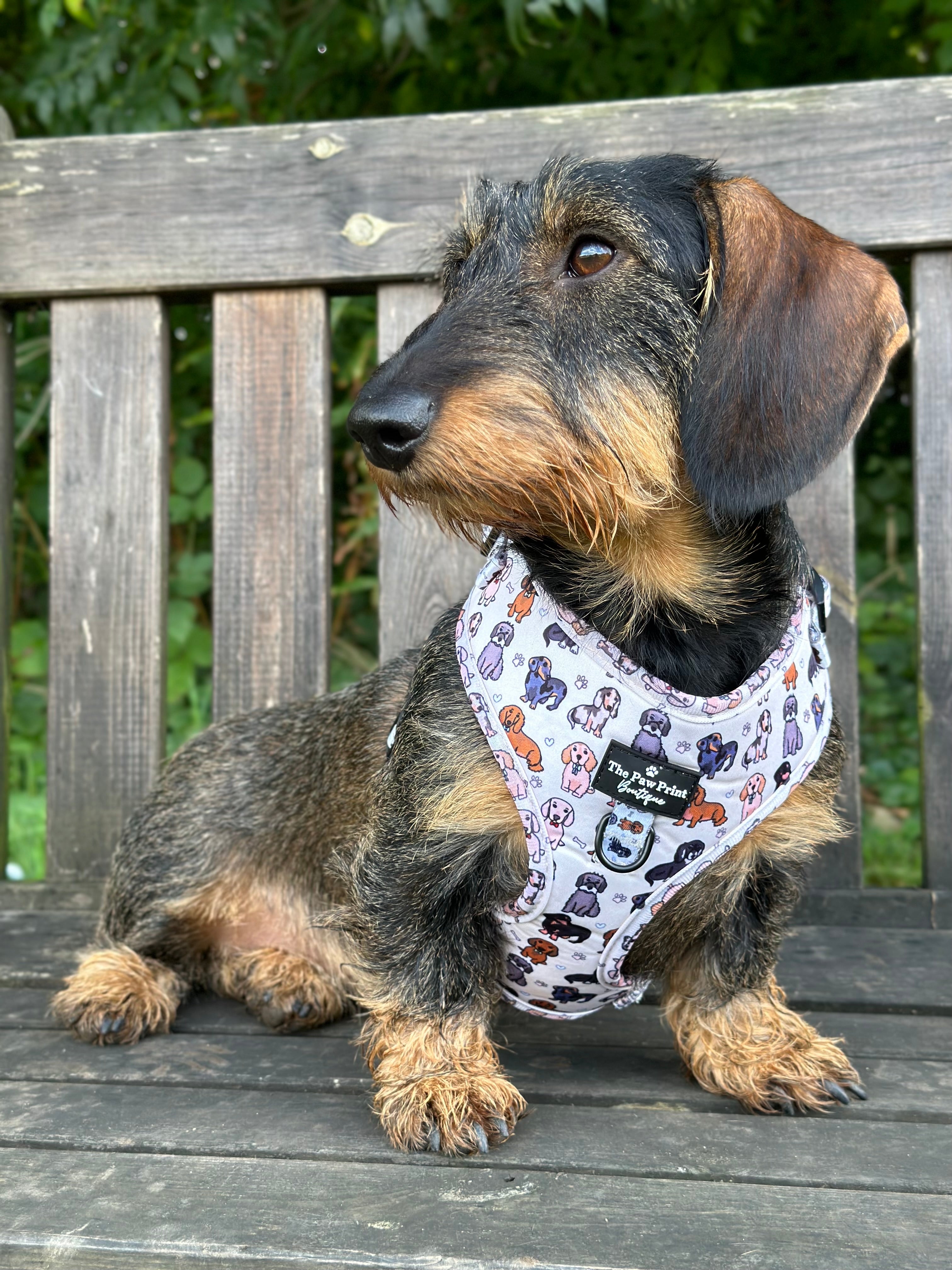 The Dachshund Adjustable Harness The Paw Print Boutique