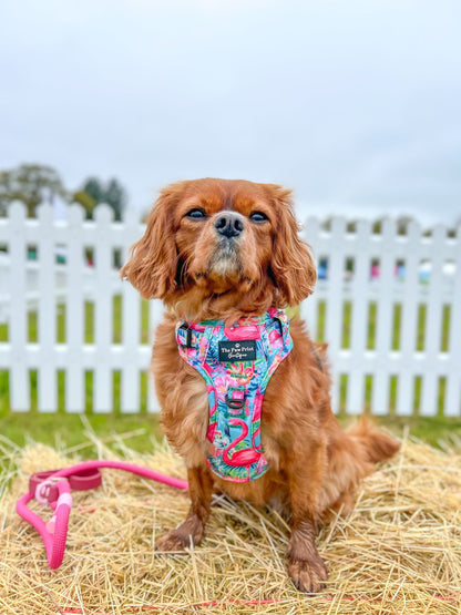 The Tropical Pawradise Adventure Paws Harness