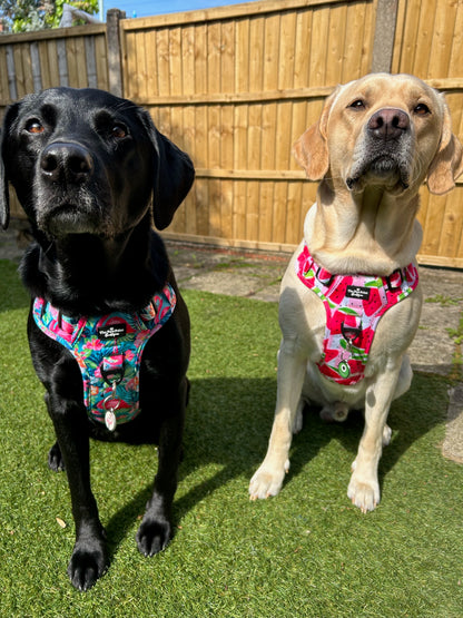 The Tropical Pawradise Adventure Paws Harness