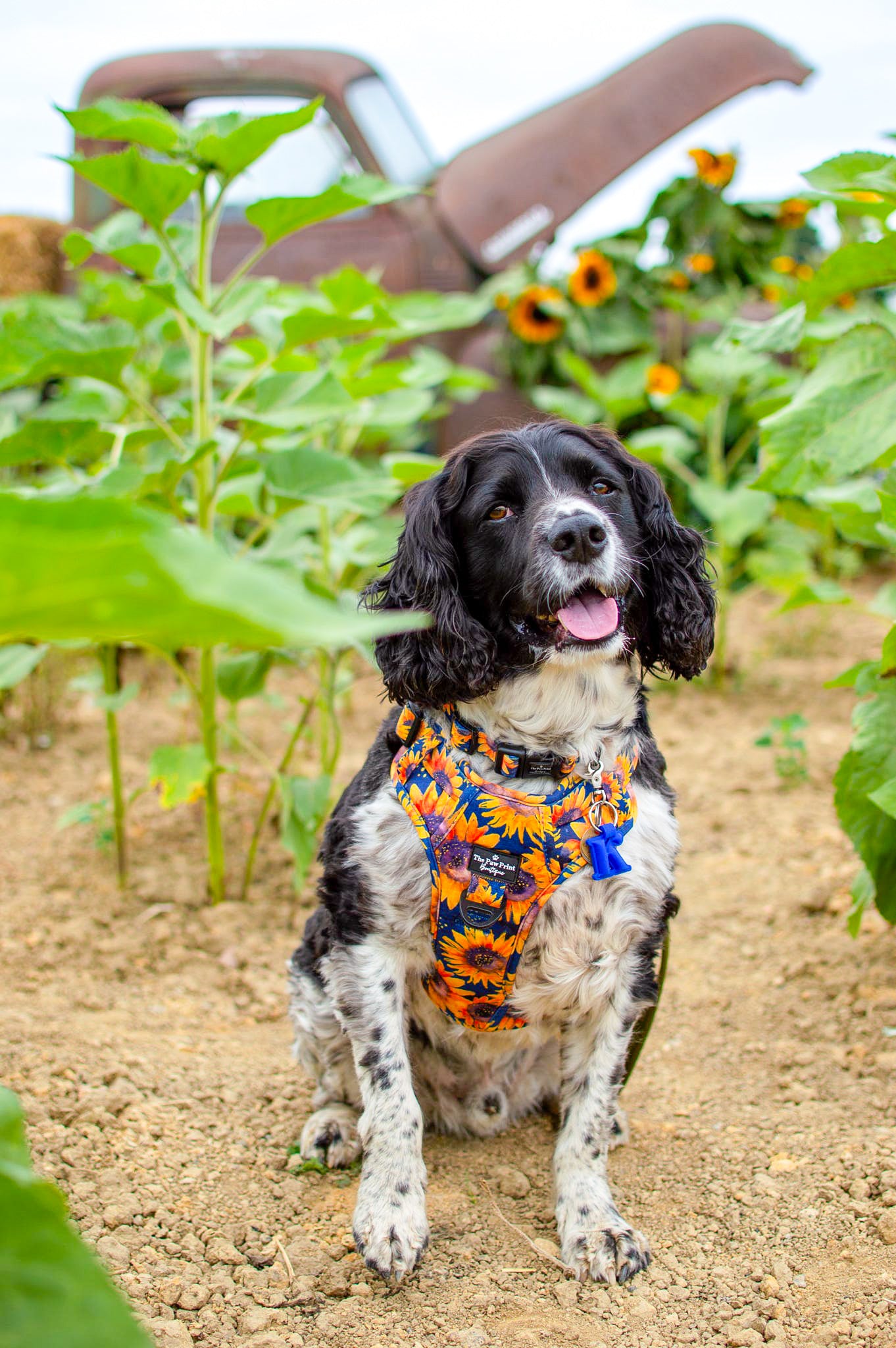 The Sunflower Field Adventure Paws Harness