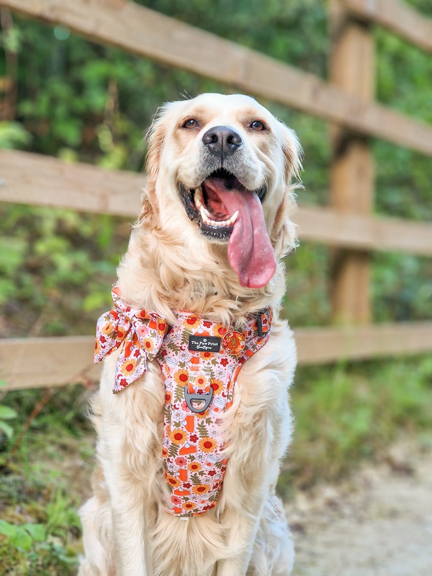 The Pumpkin Pie Adventure Paws Harness