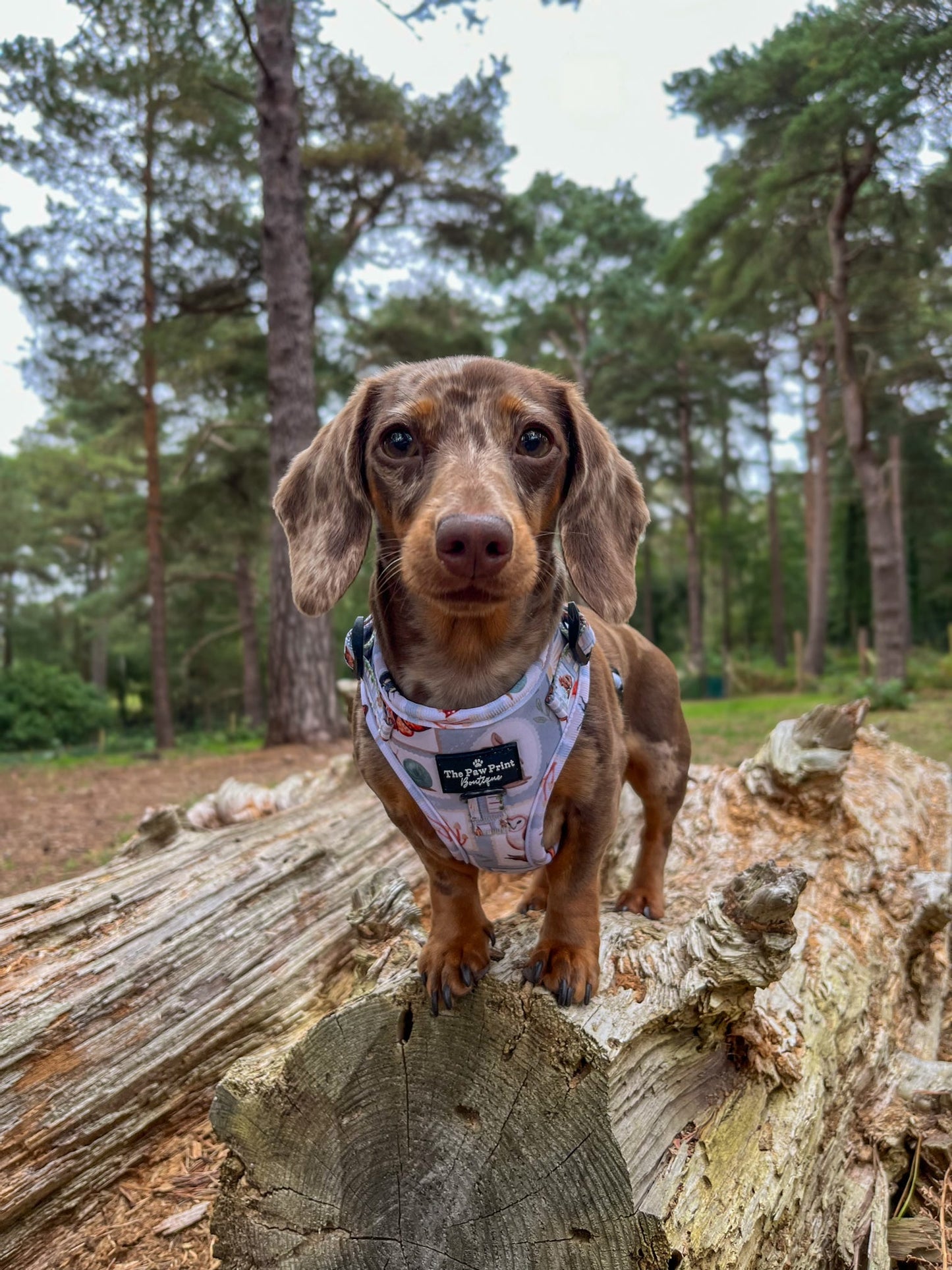 The Woodland Stamps Adjustable Harness