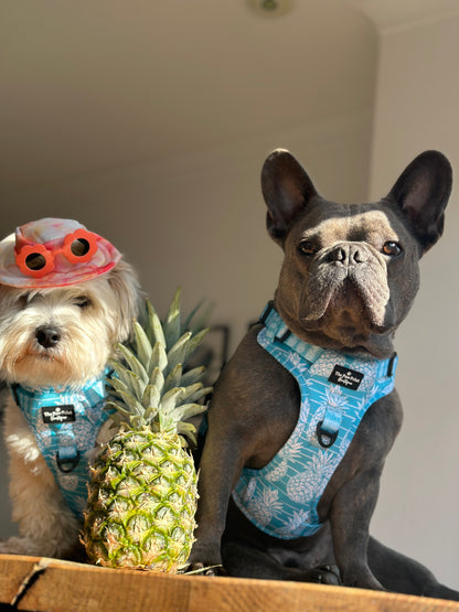 The Pineapple Pawty Adventure Paws Harness