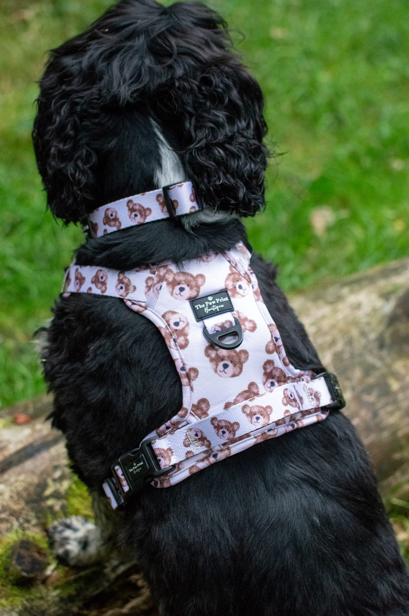 The Little Bear Cub Adventure Paws Harness