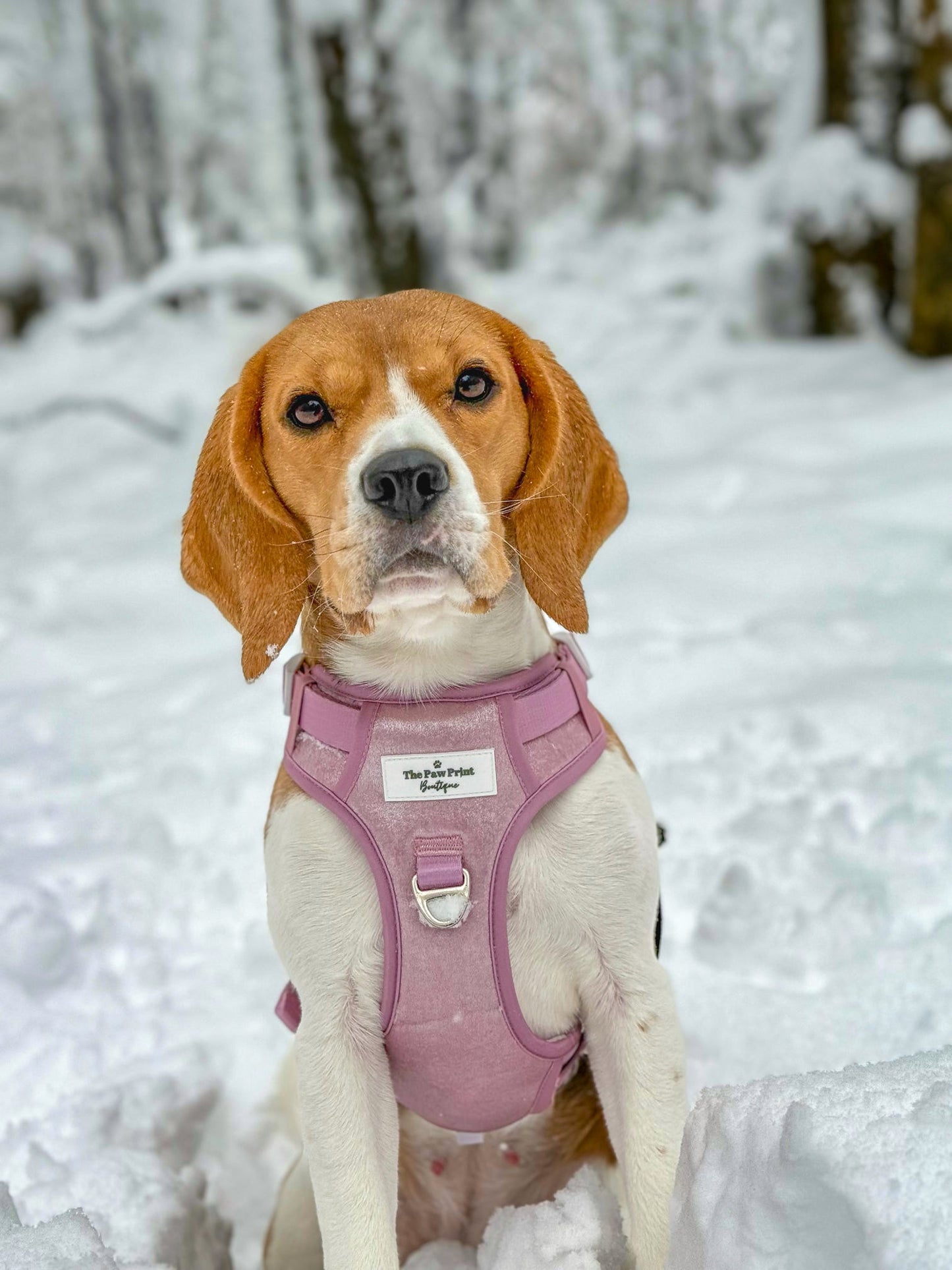 The Pink Pearl Adventure Paws Harness